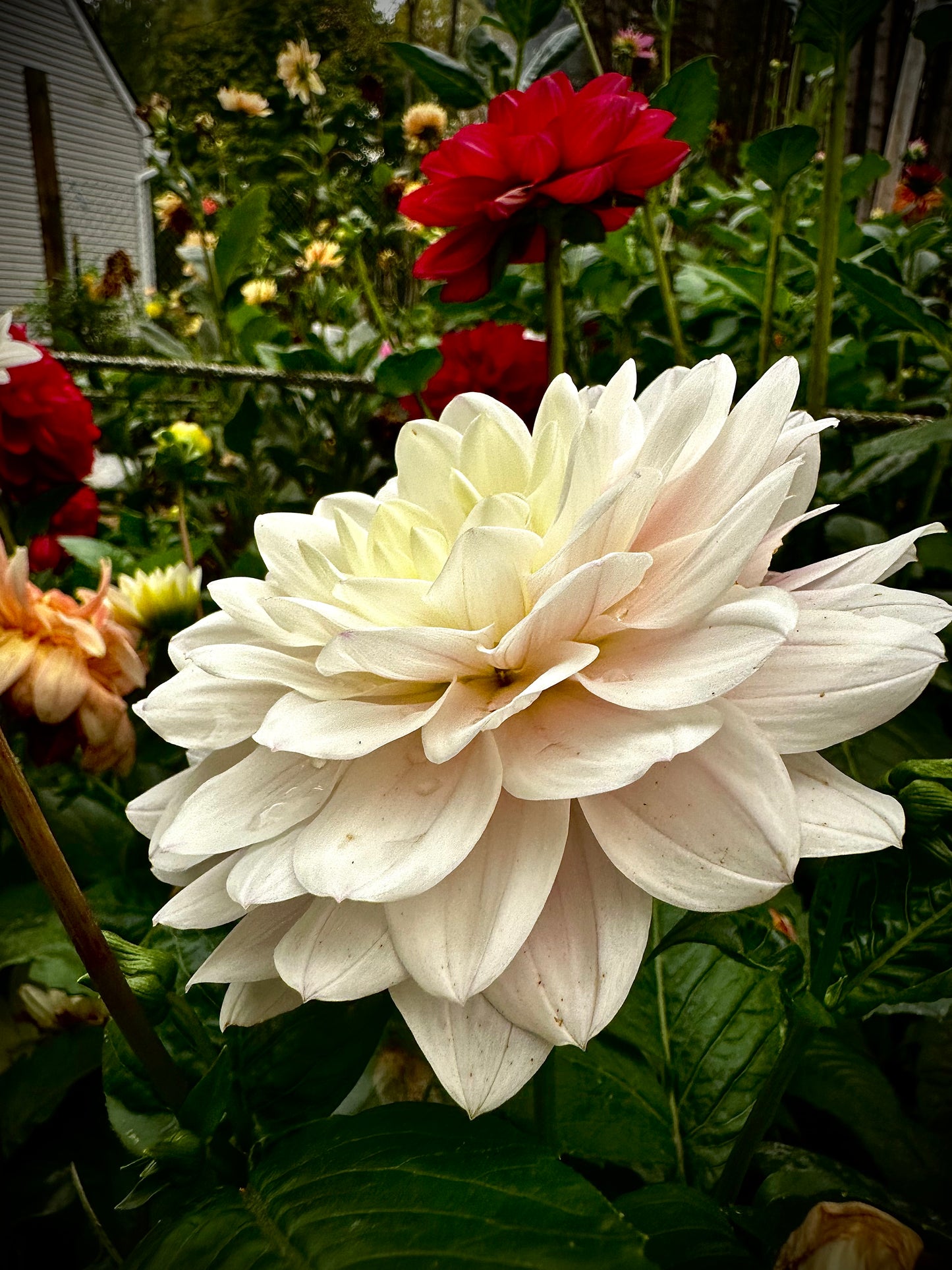 Silver Years - Waterlily Dahlia Tuber