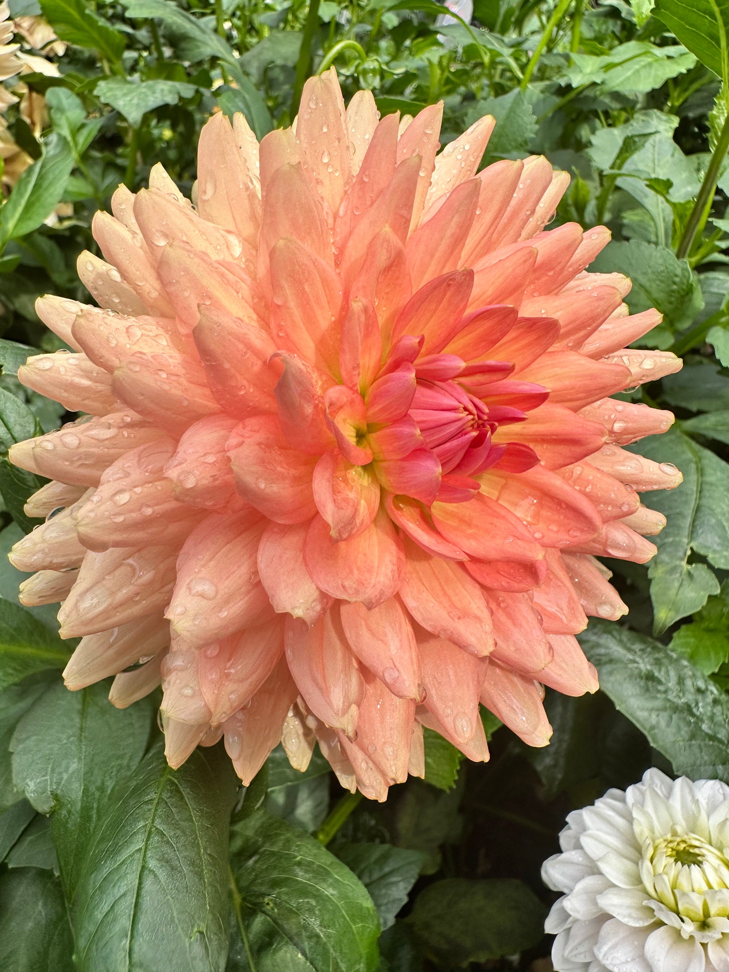 Fawn - Waterlily Dahlia Tuber