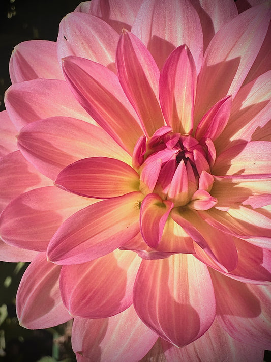 Sourire De Crozon - Waterlily Dahlia Tuber