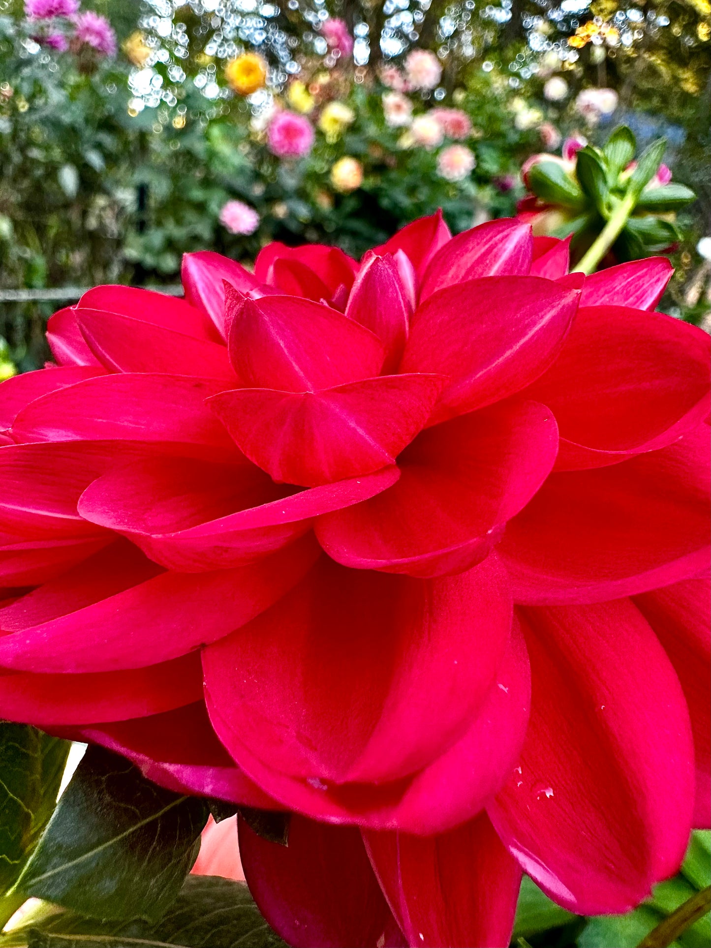 Javier G - Waterlily Dahlia Tuber