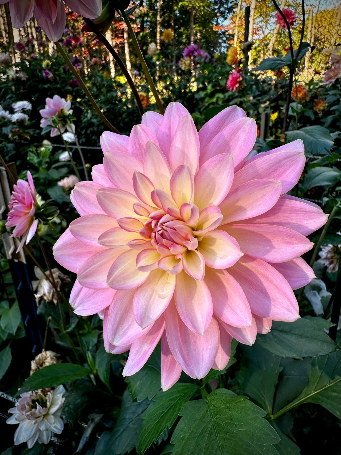 Lotus Linda - Waterlily Dahlia Tuber