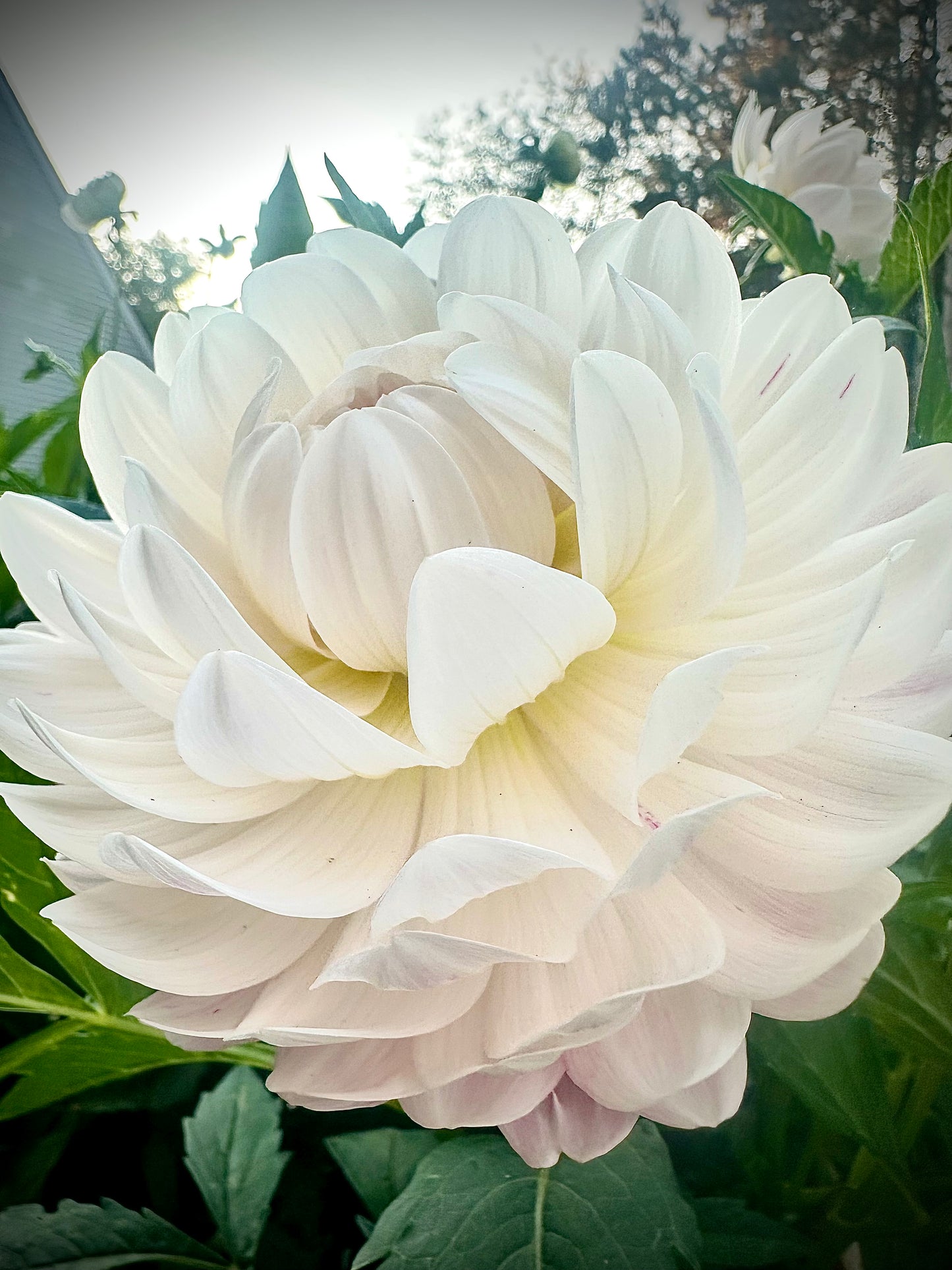 Kelgai Ann - Waterlily Dahlia Tuber