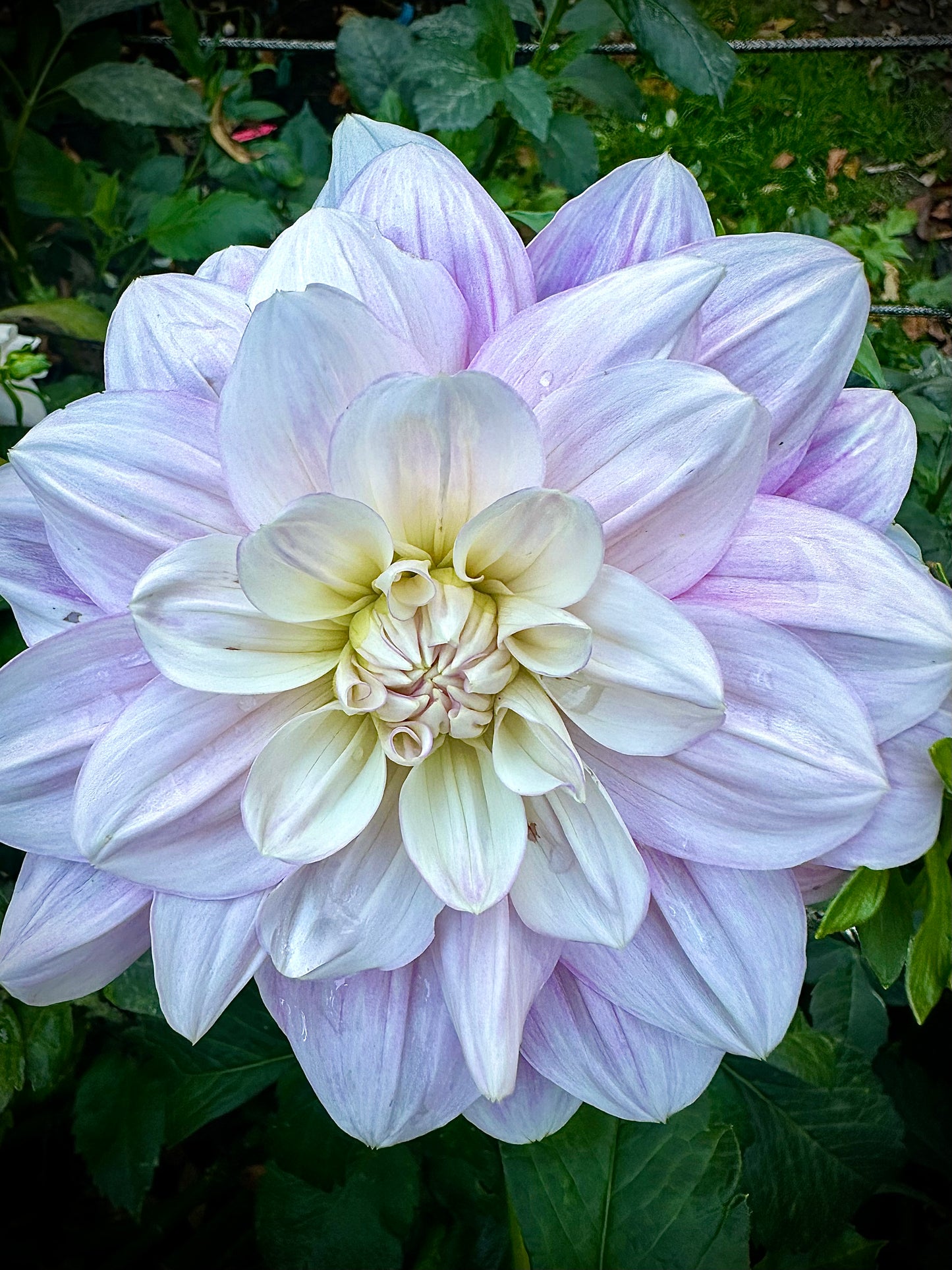 Randi Dawn - Waterlily Dahlia Tuber