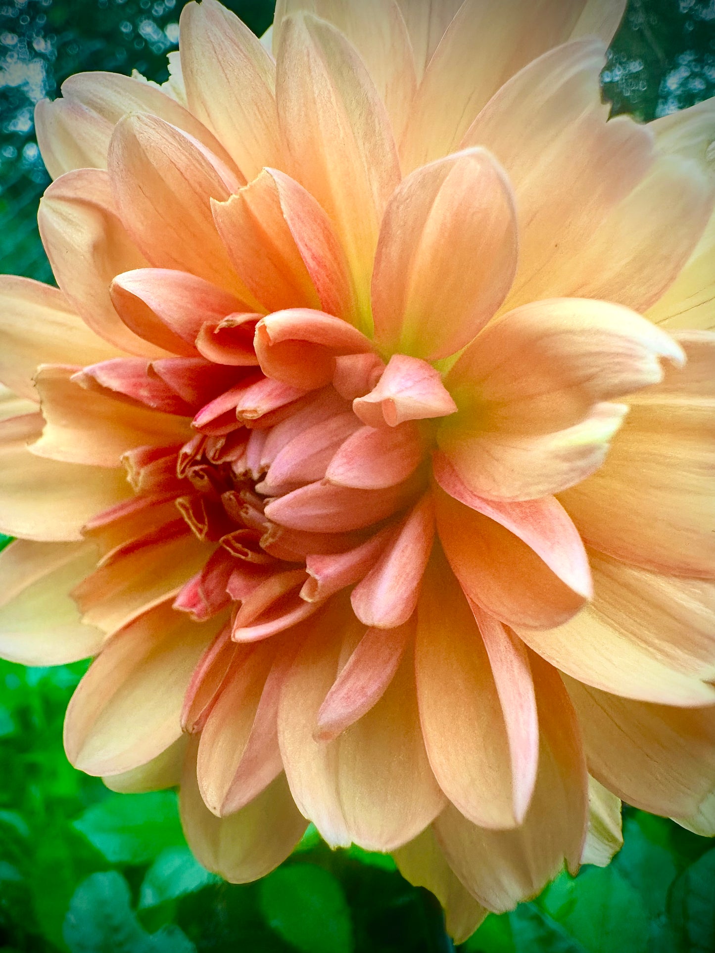 Maks Georgia - Waterlily Dahlia Tuber