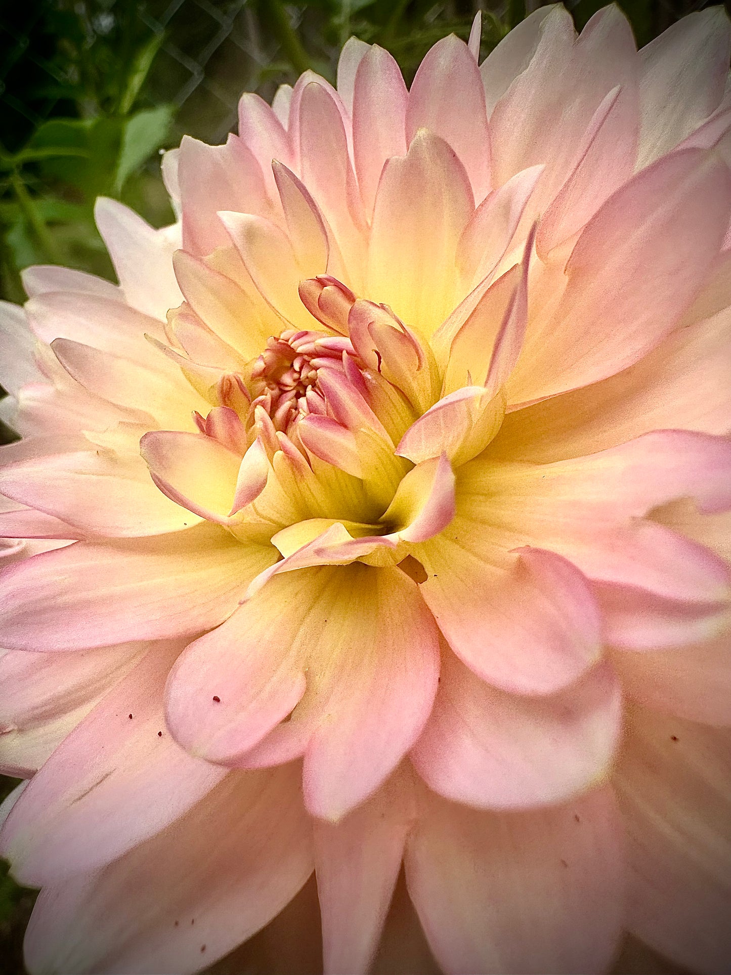 Rosemary Webb - Waterlily Dahlia Tuber