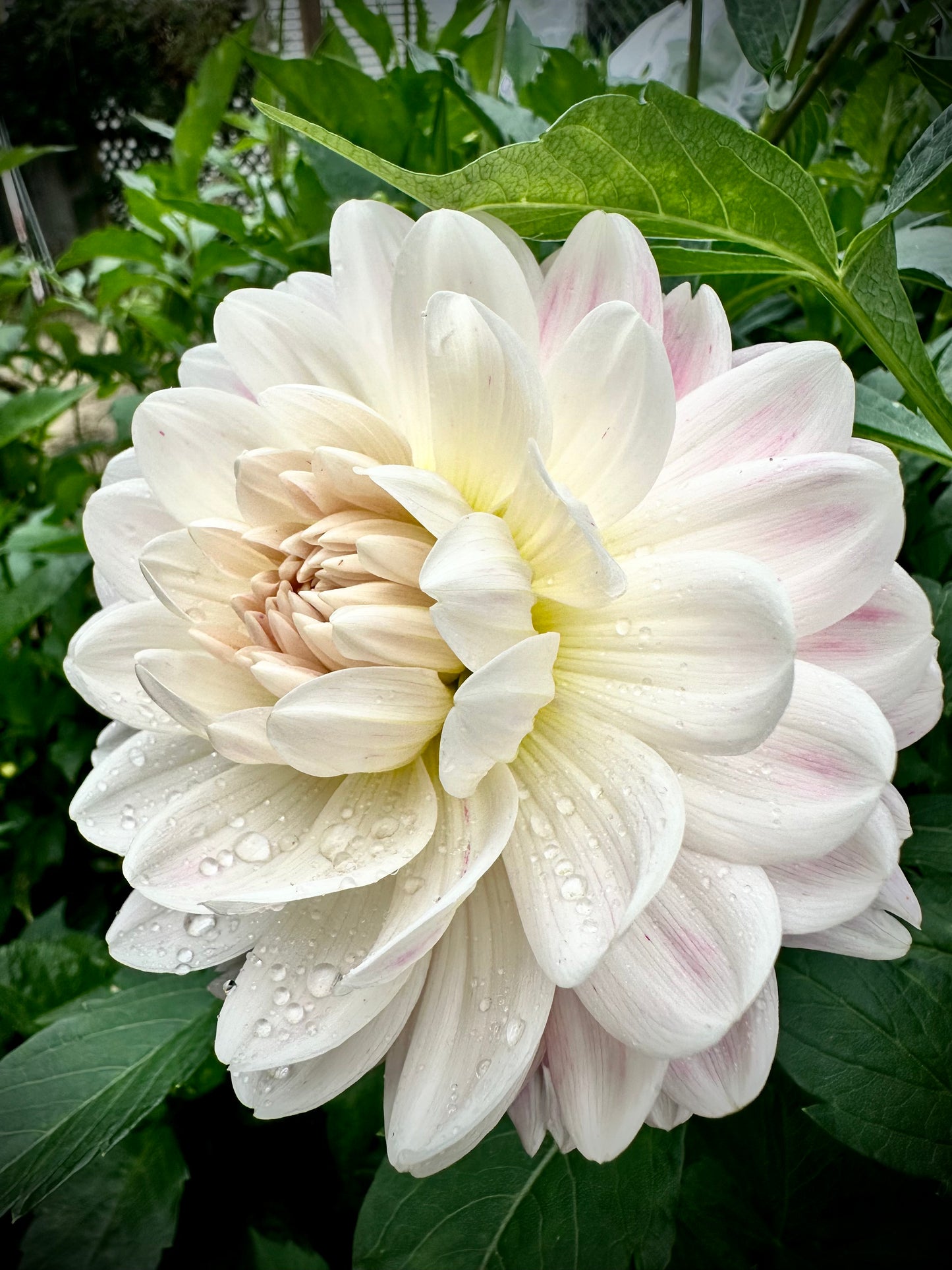 Kelgai Ann - Waterlily Dahlia Tuber