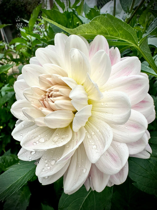 Kelgai Ann - Waterlily Dahlia Tuber