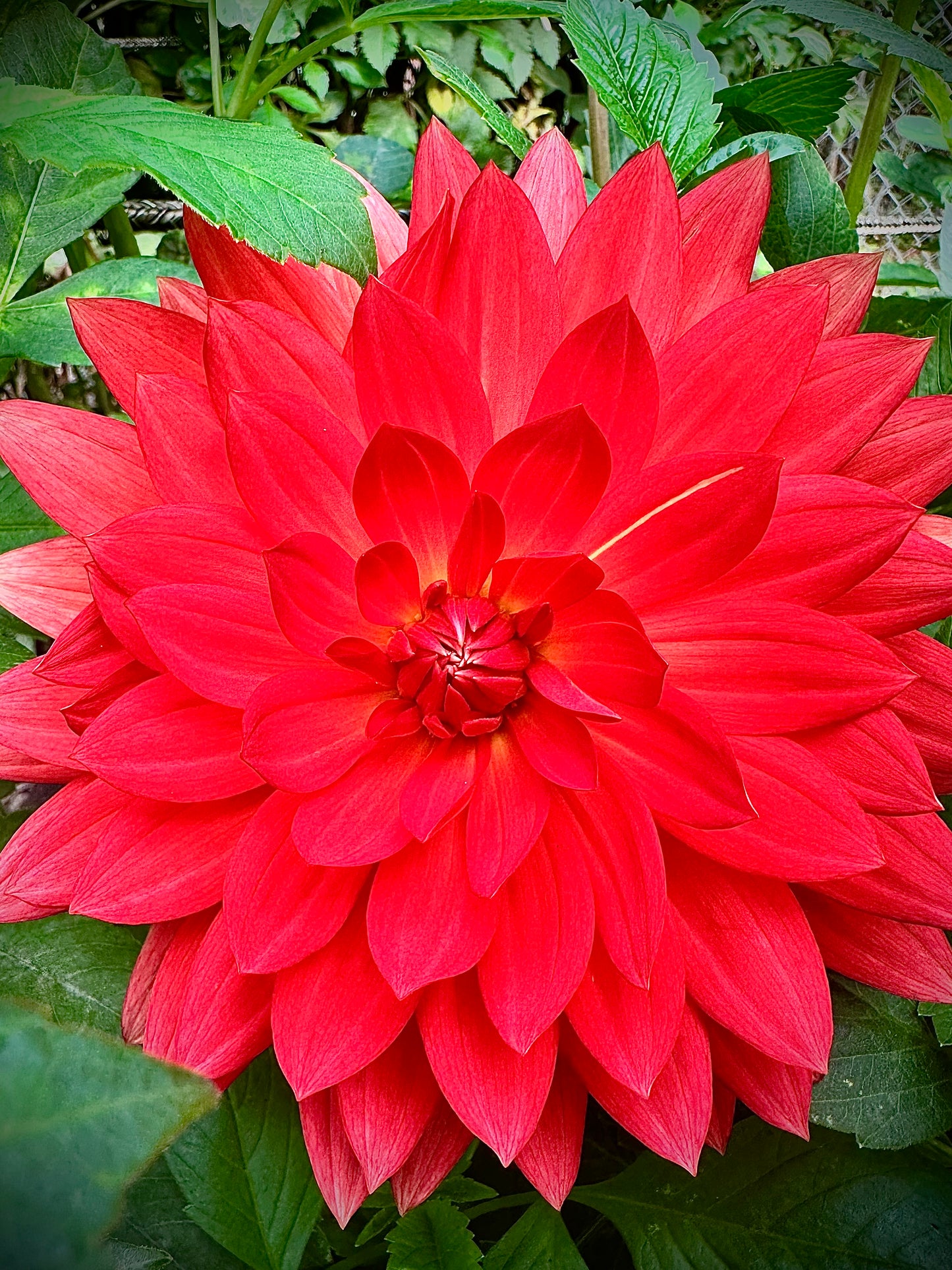 Grace Rushton - Waterlily Dahlia Tuber