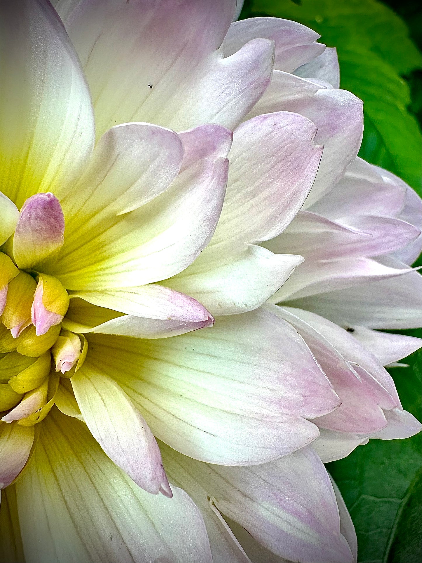 Hollyhill Lilibet - Waterlily Dahlia Tuber