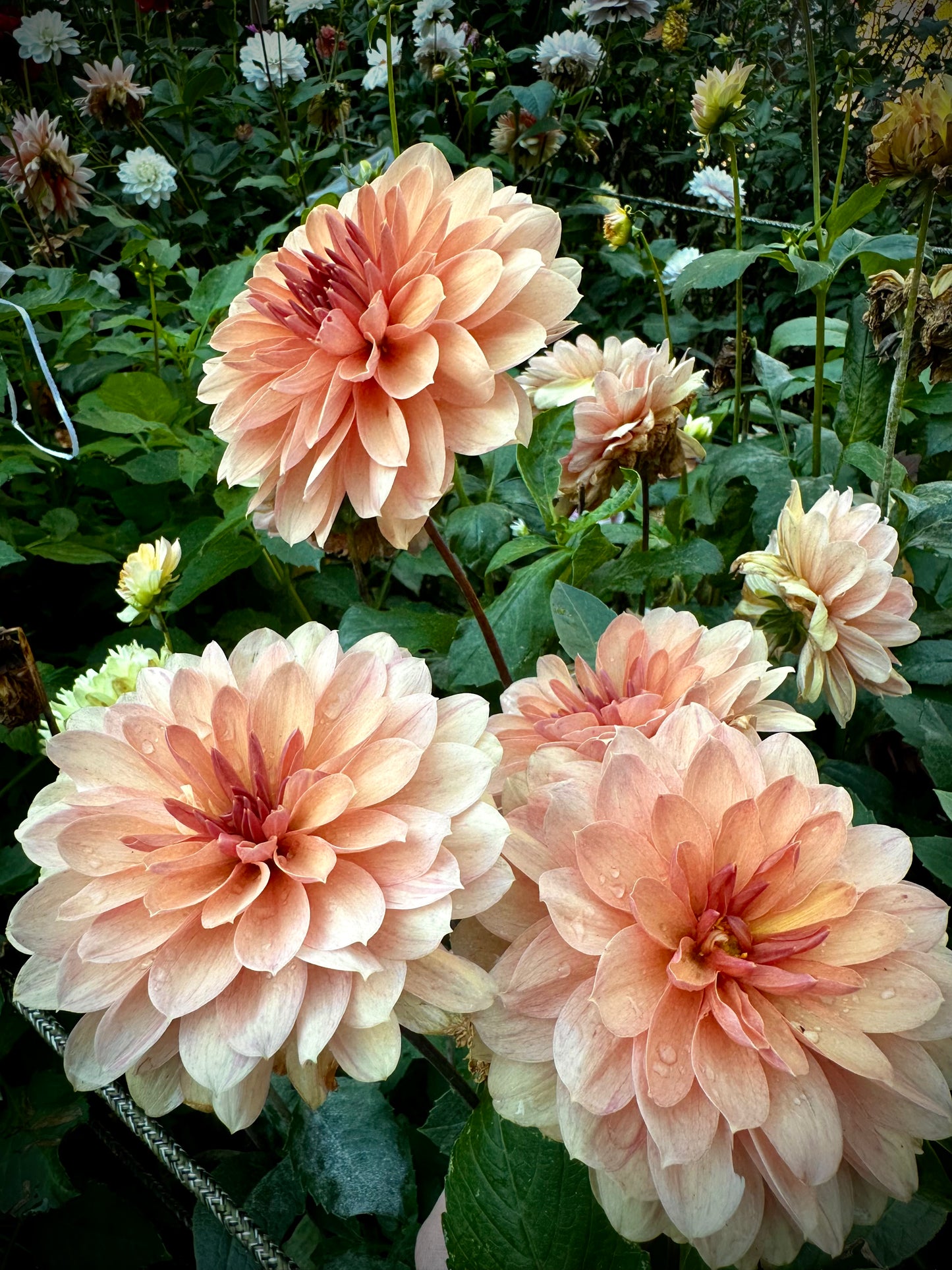Chateau de la Bourdaisiere - Waterlily Dahlia Tuber