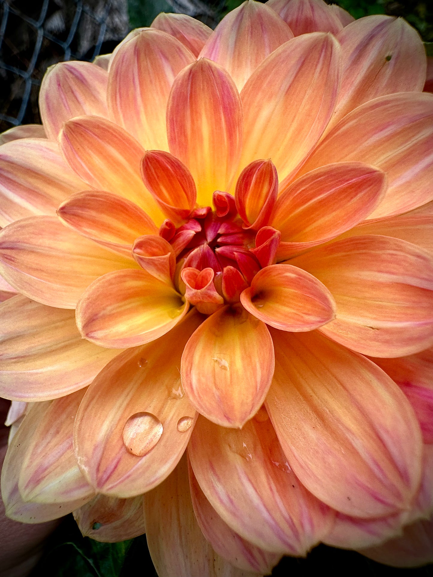 Oregon Sunset - Waterlily Dahlia Tuber