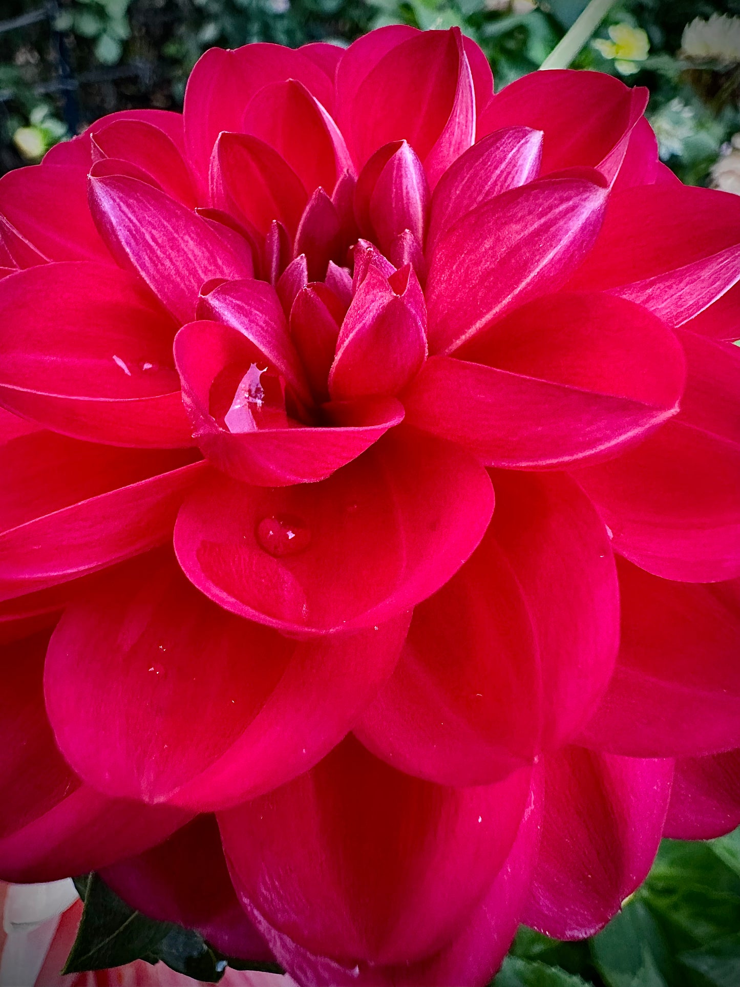 Javier G - Waterlily Dahlia Tuber