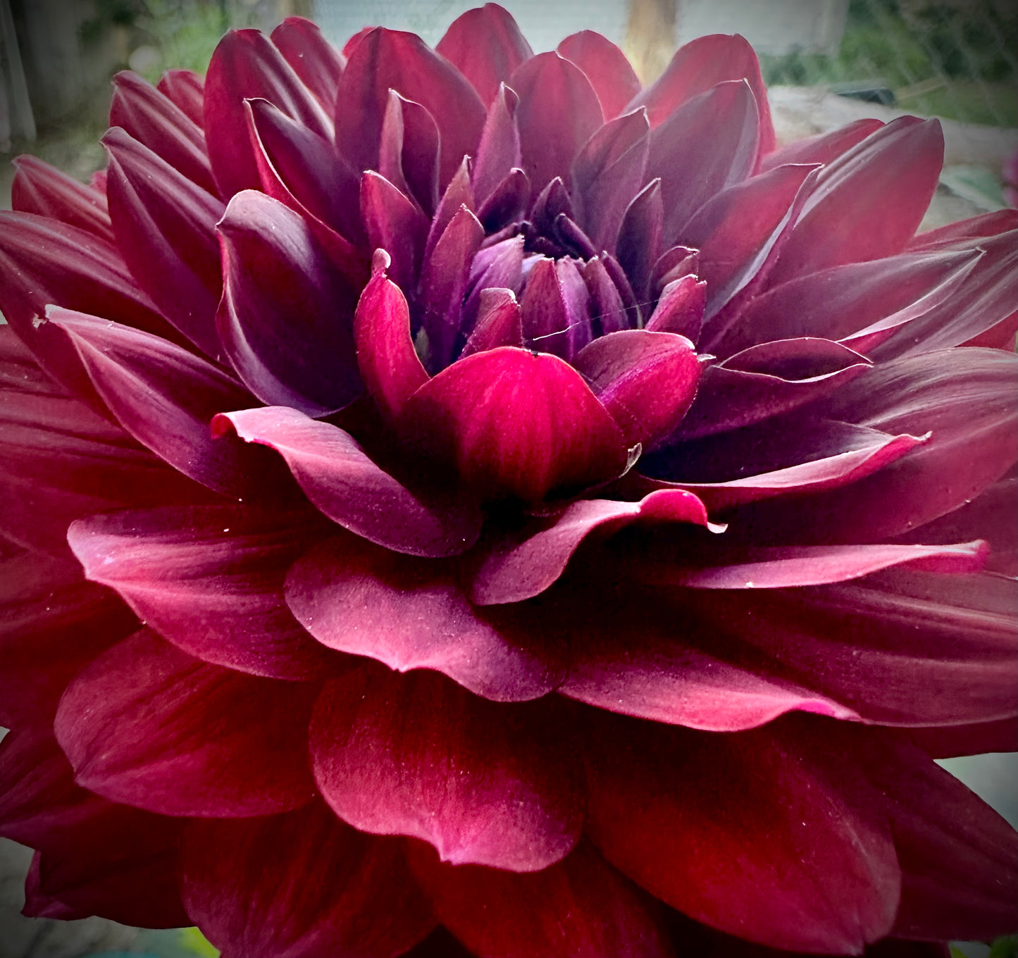 Hollyhill Black Widow - Waterlily Dahlia Tuber