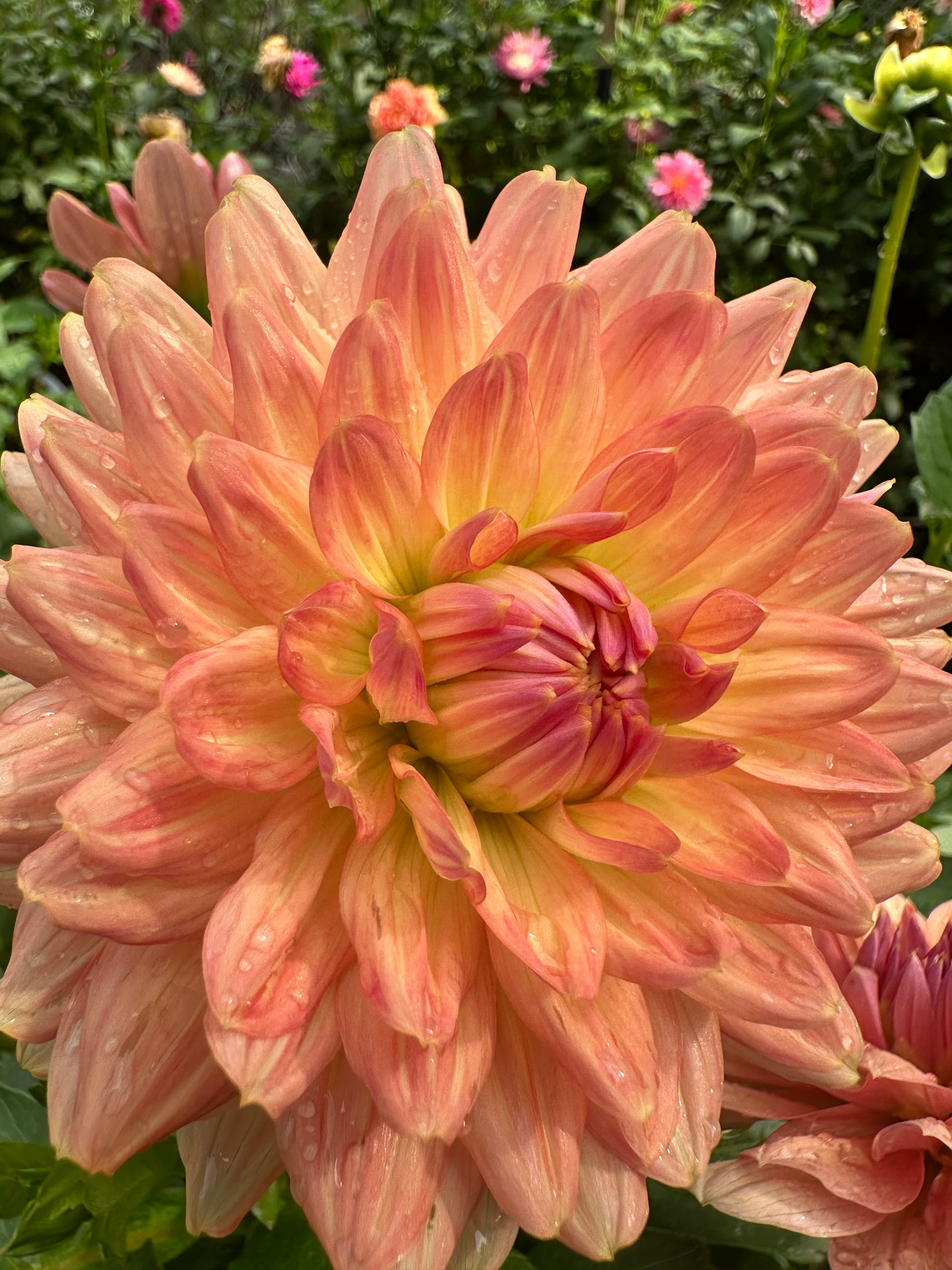 Fawn - Waterlily Dahlia Tuber