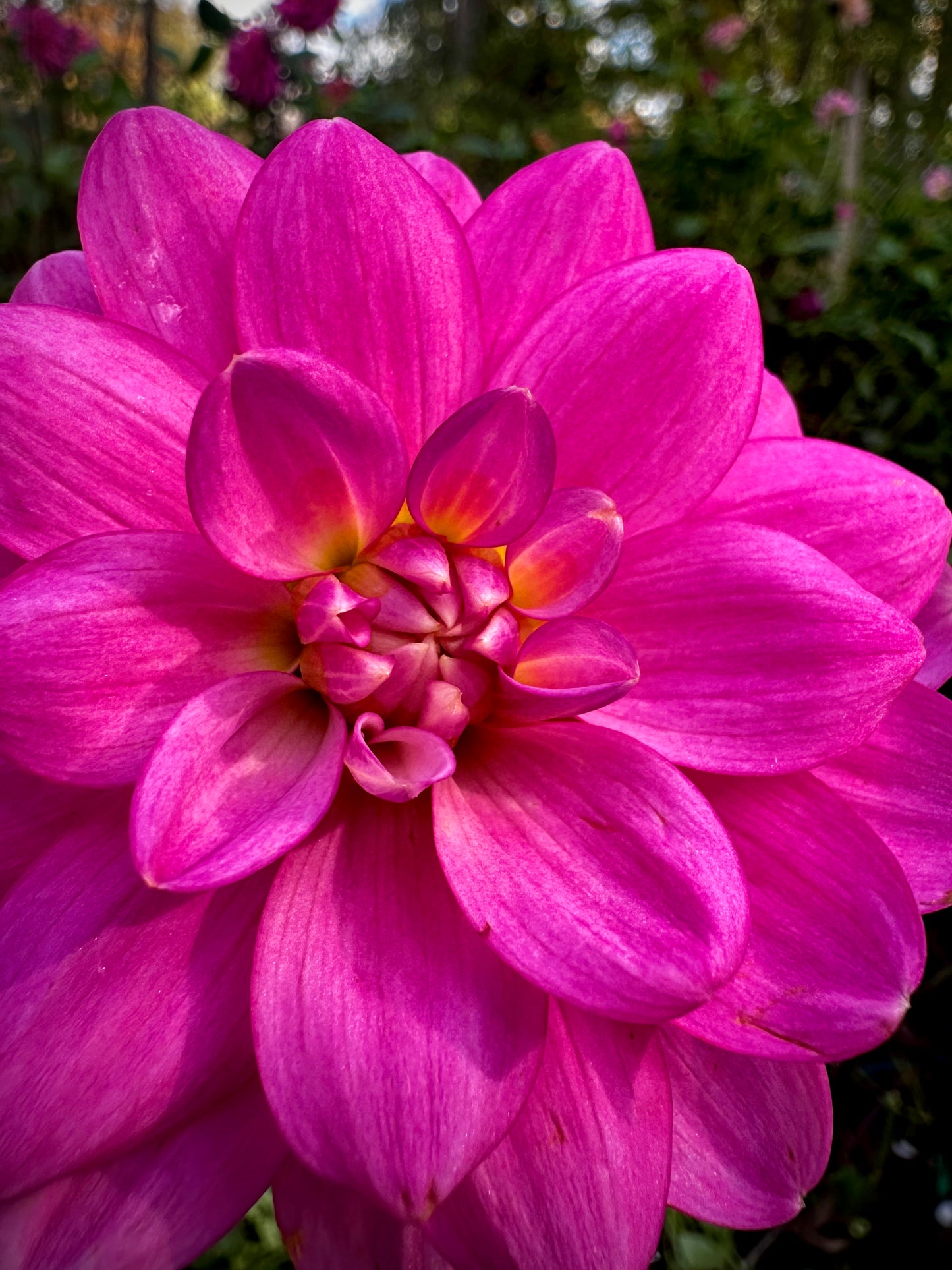 Cutie Patootie - Waterlily Dahlia Tuber