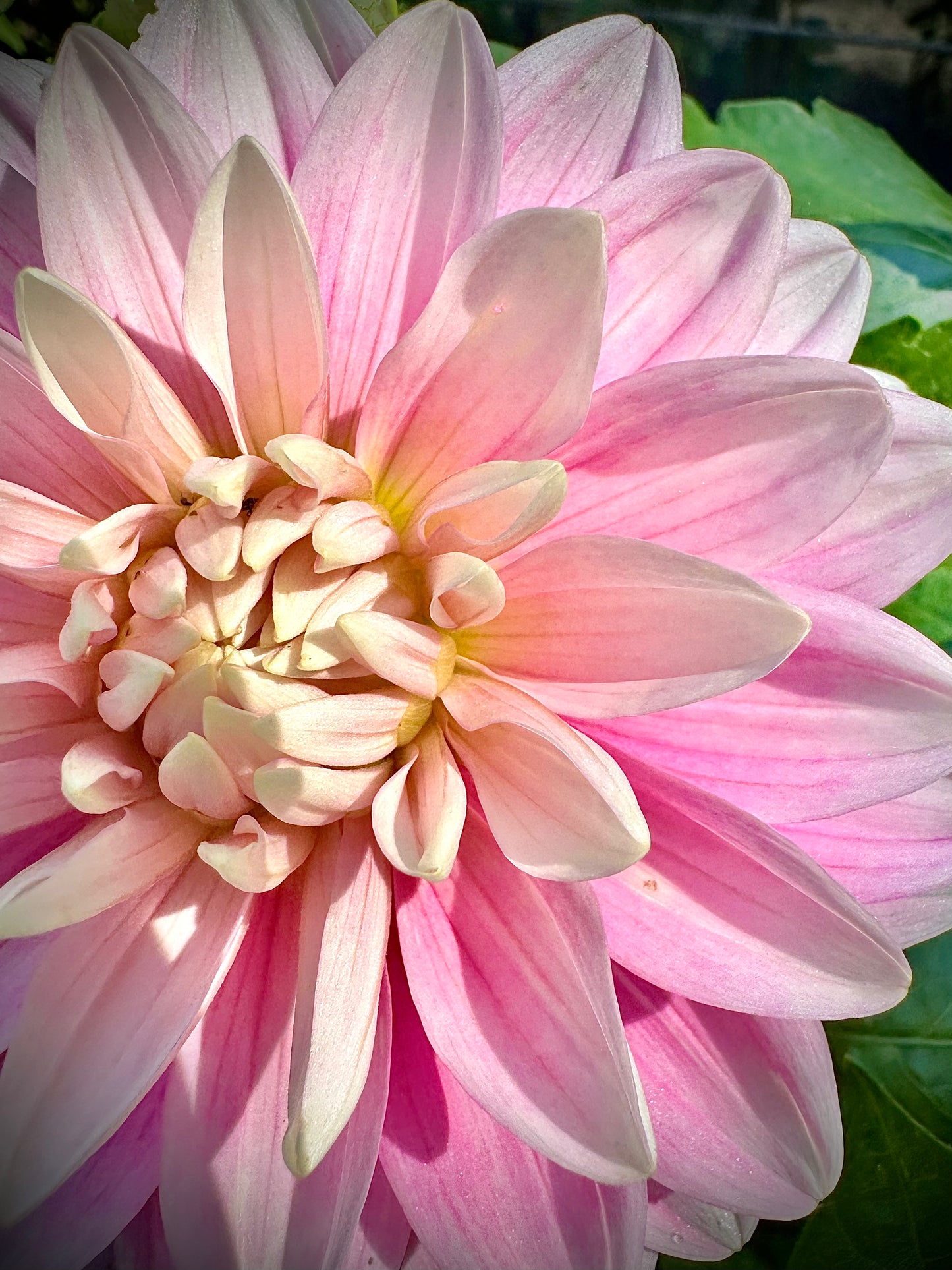 Hollyhill Pink Parfait - Waterlily Dahlia Tuber