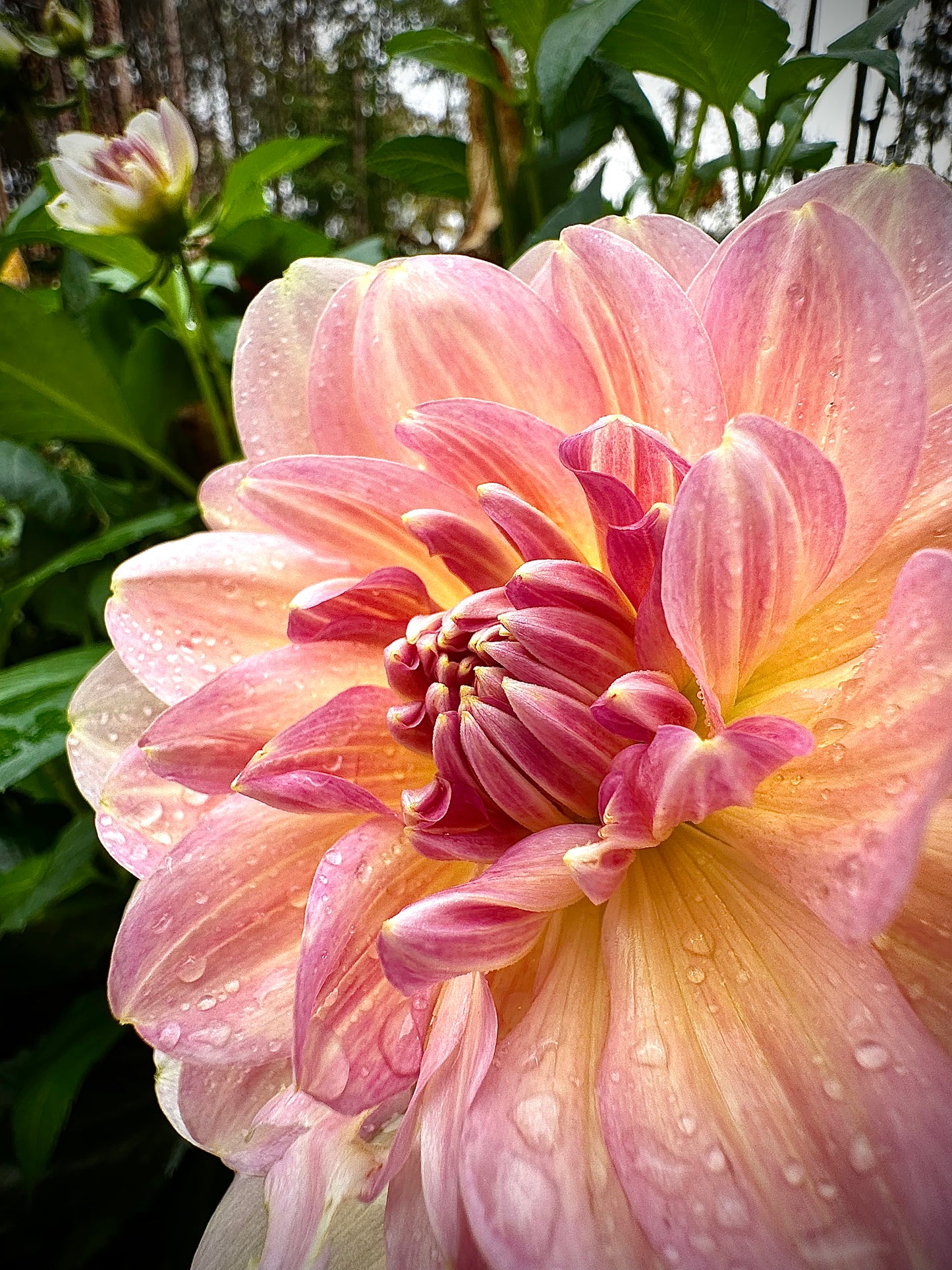Chimacum Cathleen - Waterlily Dahlia Tuber