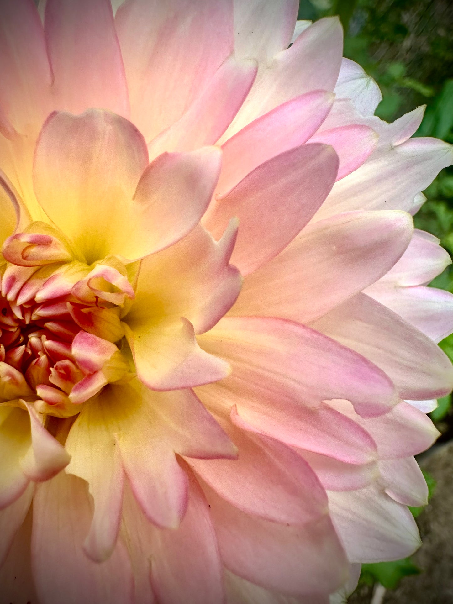 Rosemary Webb - Waterlily Dahlia Tuber