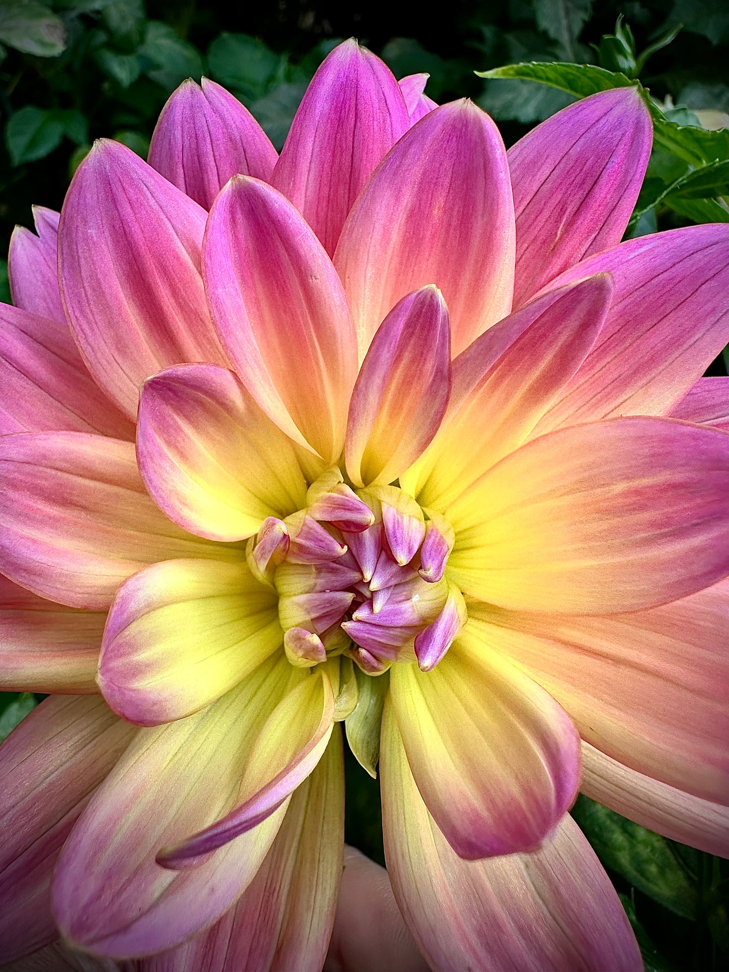 Ken's Rarity - Waterlily Dahlia Tuber