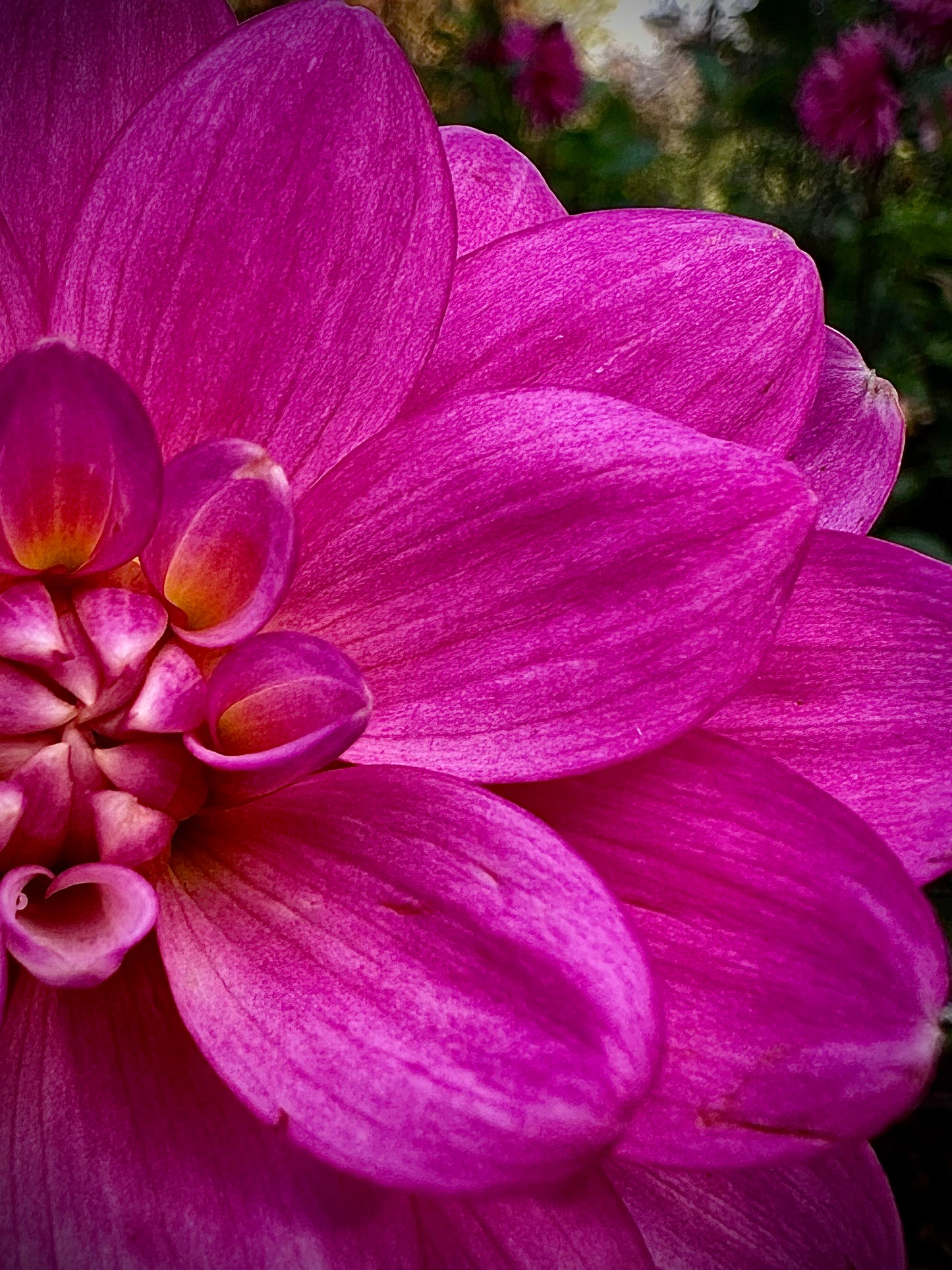 Cutie Patootie - Waterlily Dahlia Tuber