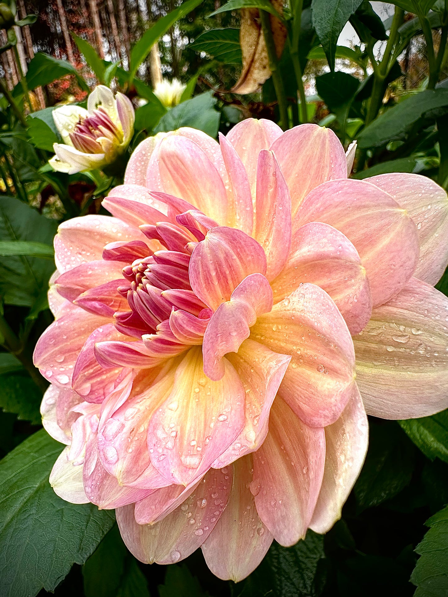 Chimacum Cathleen - Waterlily Dahlia Tuber