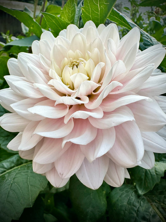 Silver Years - Waterlily Dahlia Tuber