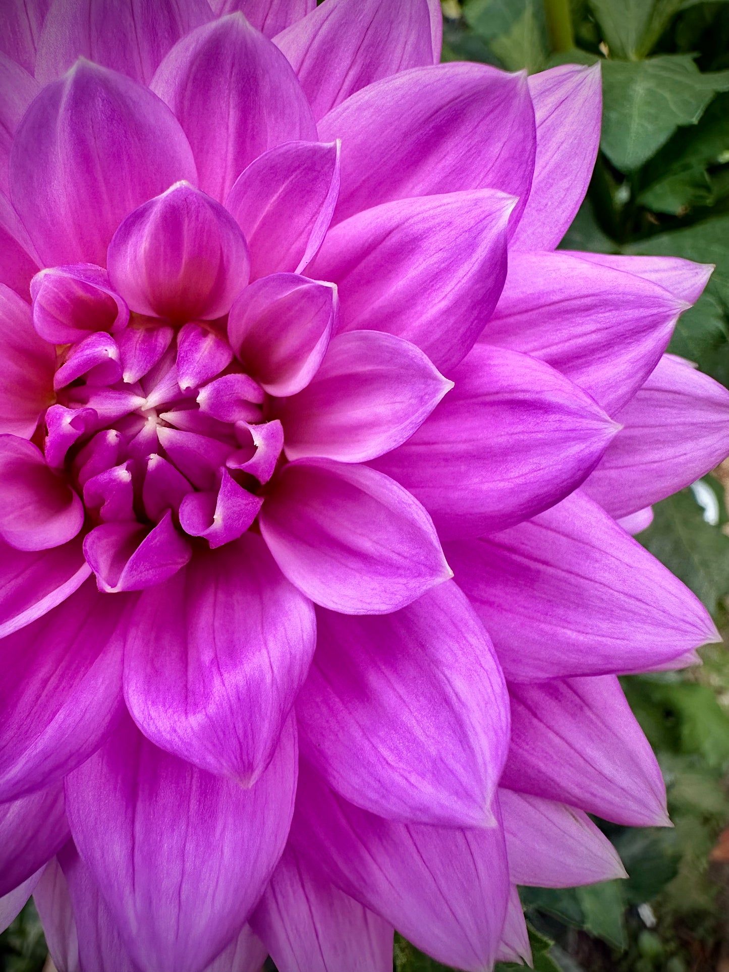 Kari Blue - Waterlily Dahlia Tuber