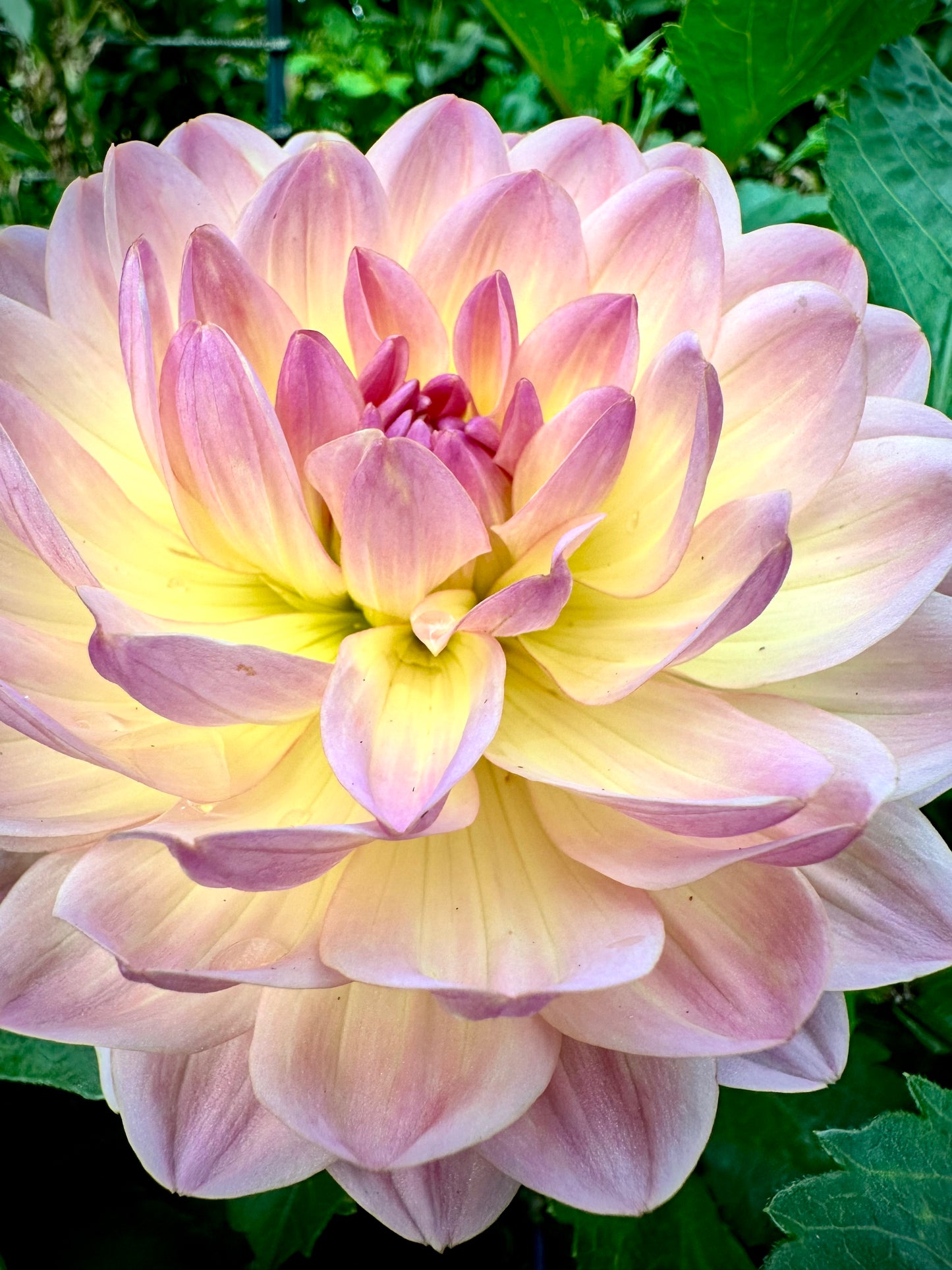 Sandia Bliss - Waterlily Dahlia Tuber