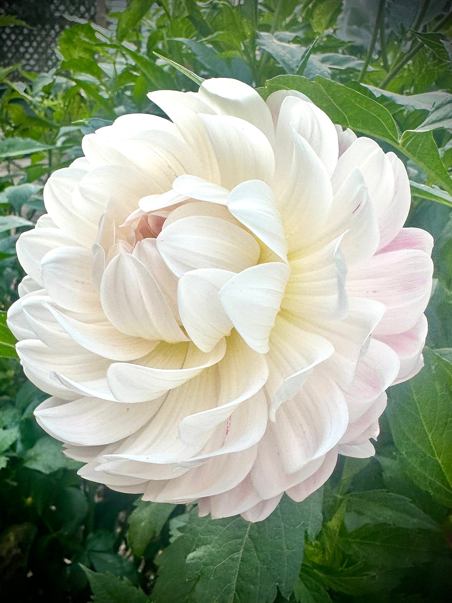 Kelgai Ann - Waterlily Dahlia Tuber