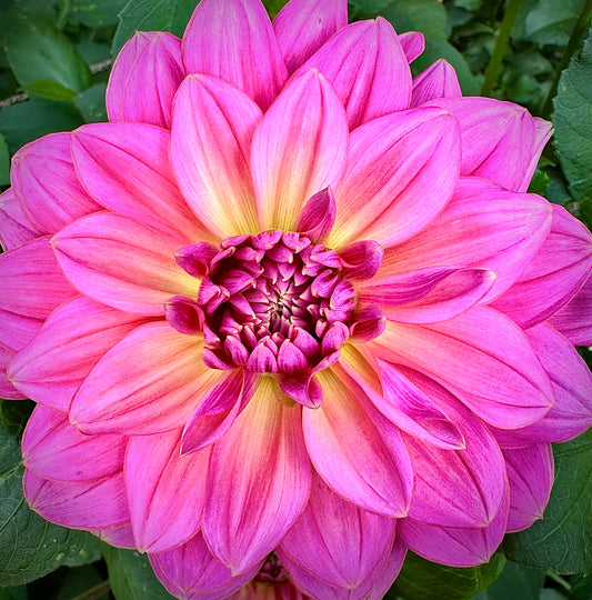 Bracken Aquarius - Waterlily Dahlia Tuber
