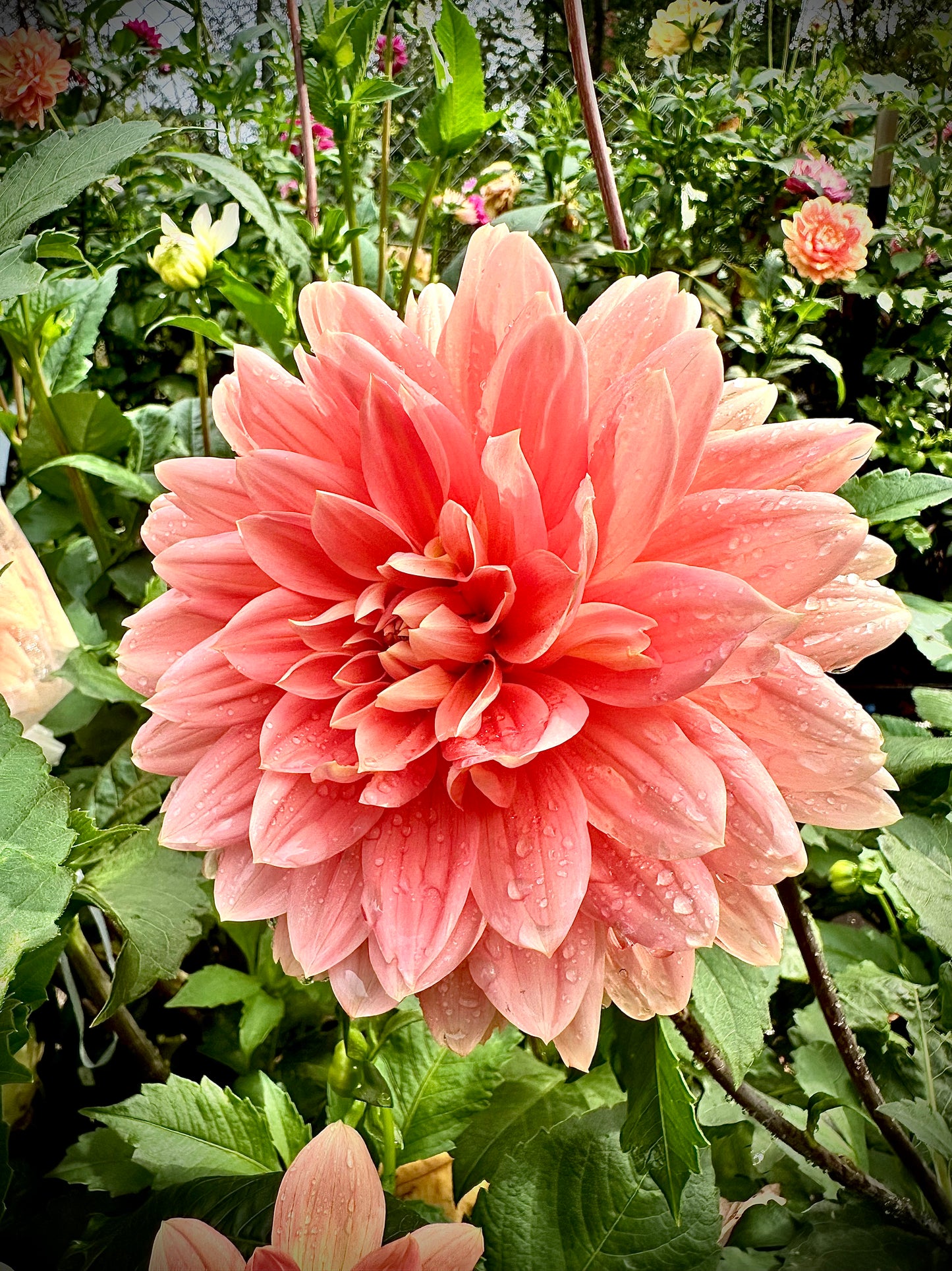 Carolina Wageman - Waterlily Dahlia Tuber