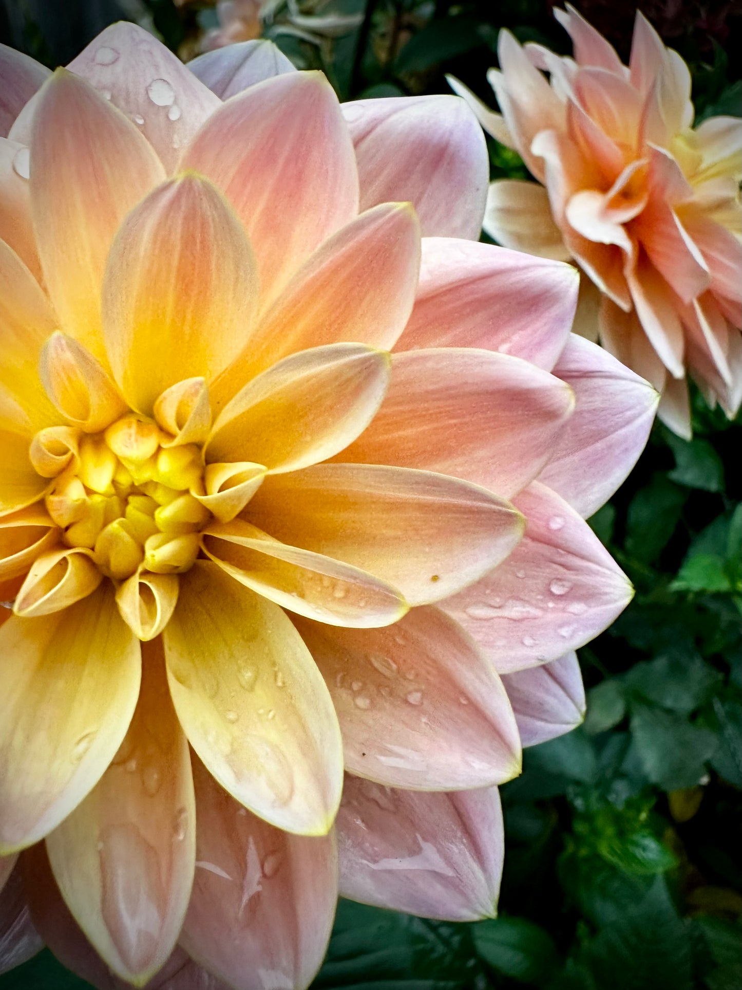 Mister Frans - Waterlily Dahlia Tuber