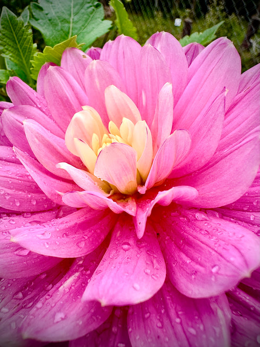 Hollyhill Pink Martini - Waterlily Dahlia Tuber