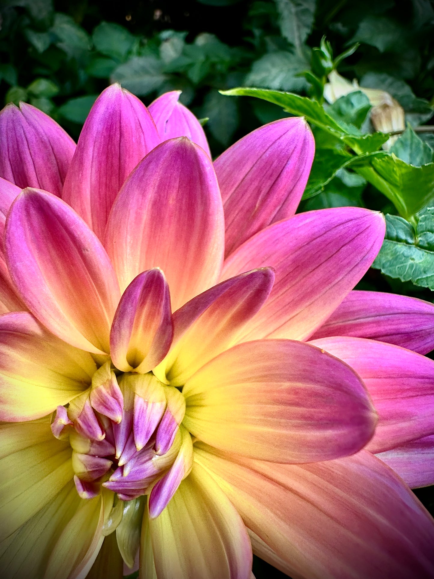 Ken's Rarity - Waterlily Dahlia Tuber