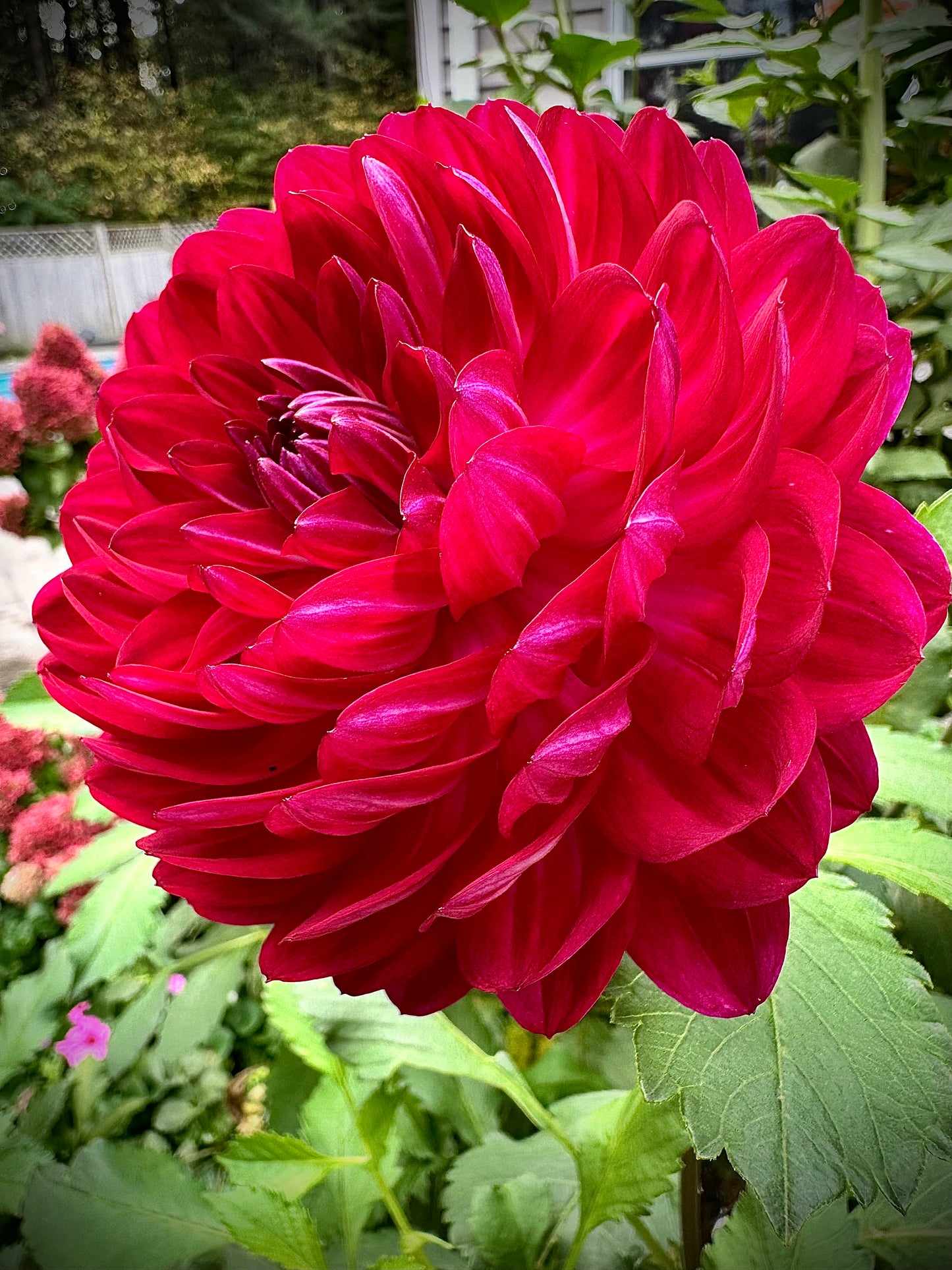Sandia Bertha - Waterlily Dahlia Tuber