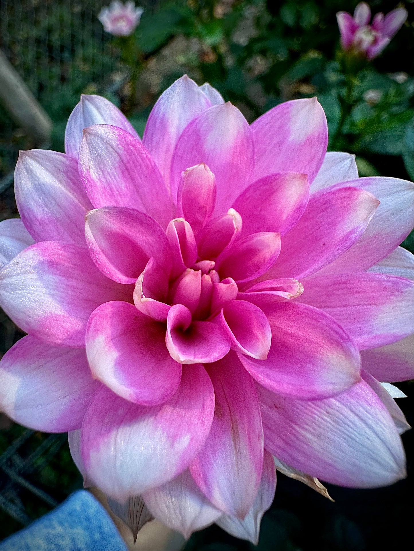 Pink Perception - Waterlily Dahlia Tuber