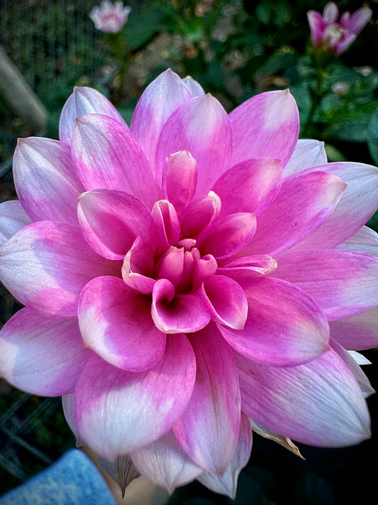 Pink Perception - Waterlily Dahlia Tuber