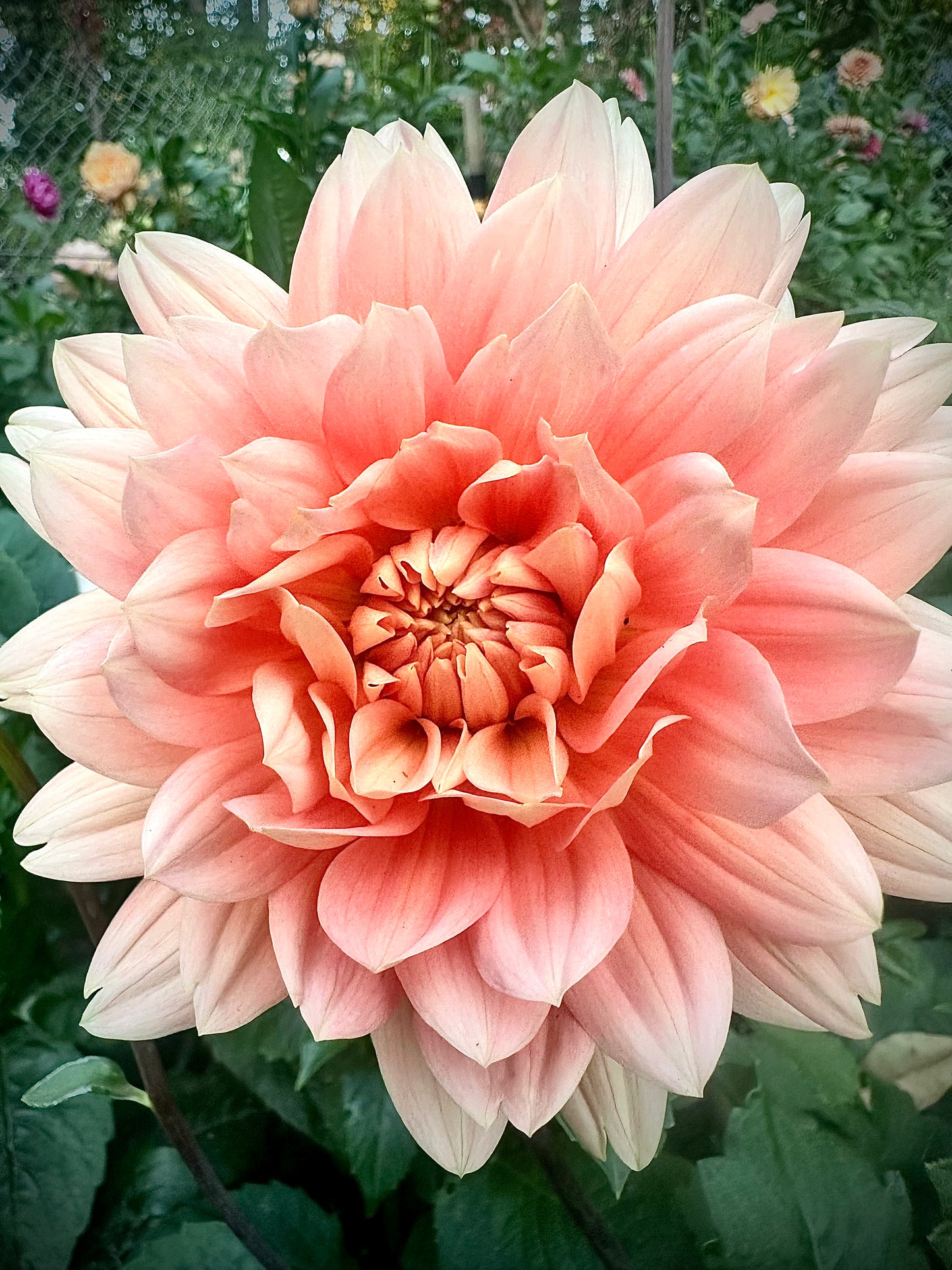 Carolina Wageman - Waterlily Dahlia Tuber