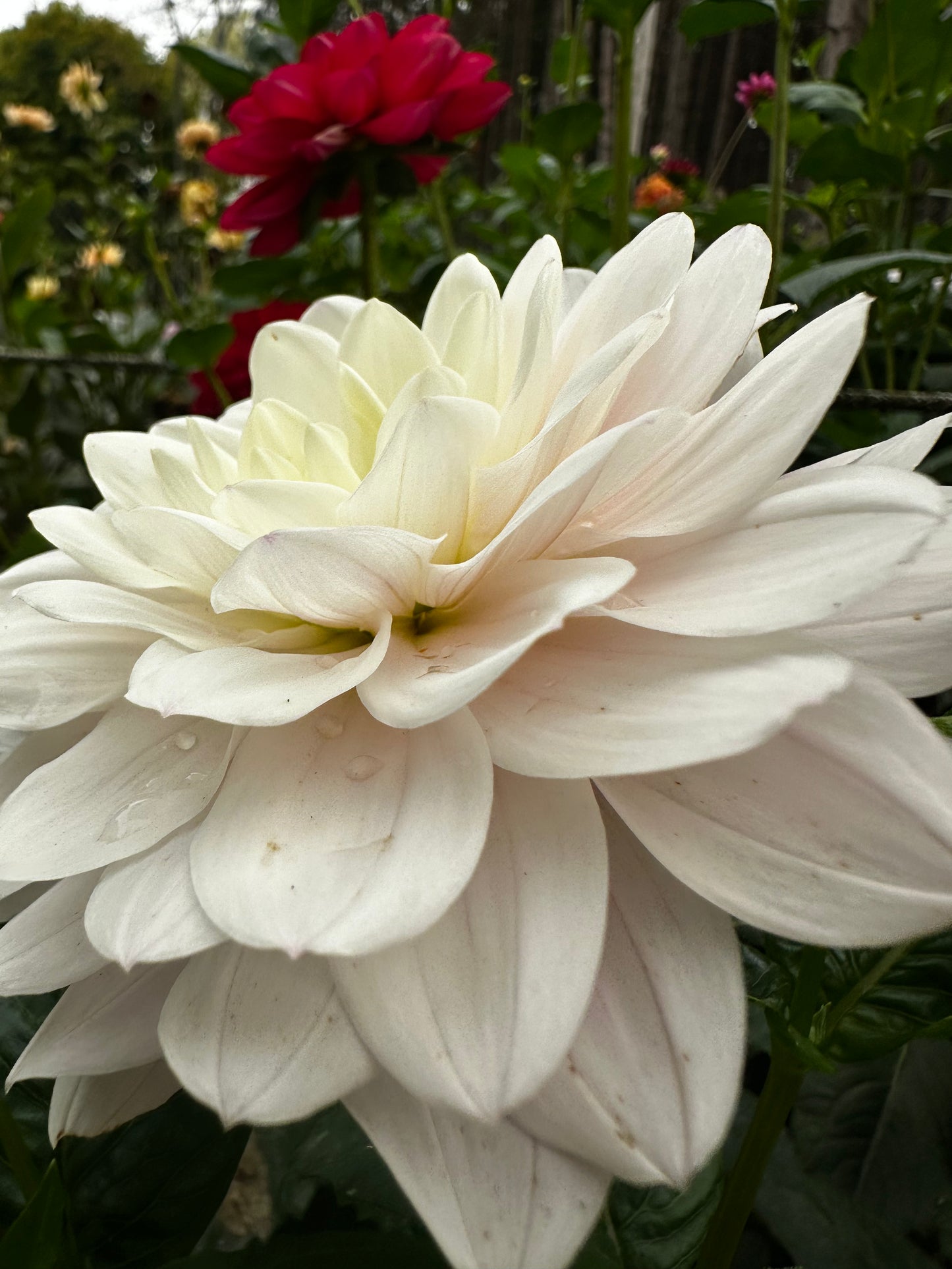 Silver Years - Waterlily Dahlia Tuber