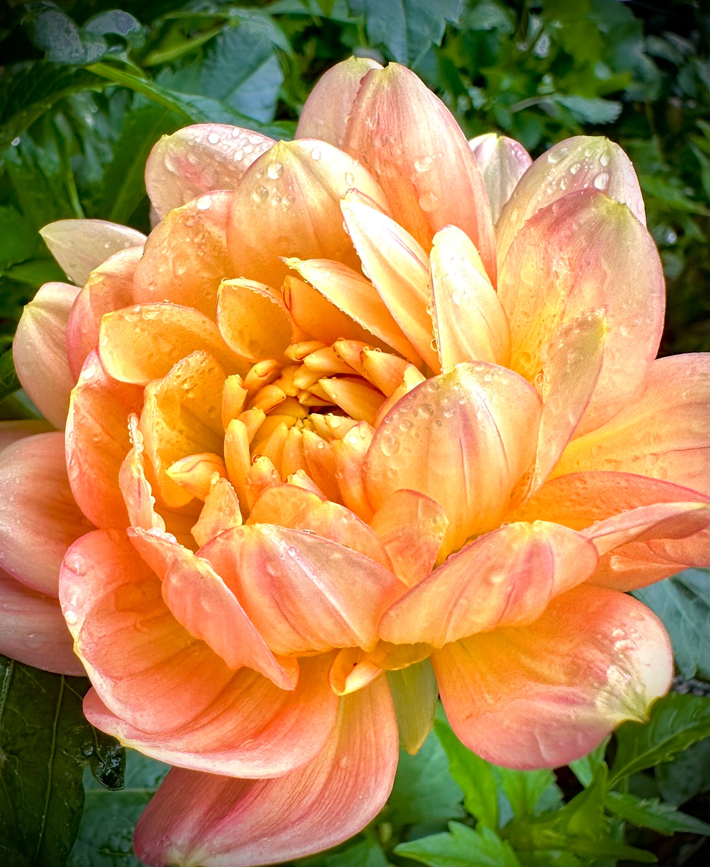 Hollyhill Serenity - Waterlily Dahlia Tuber