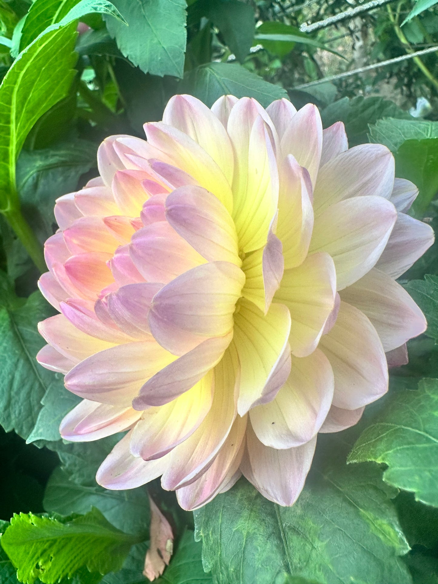 Sandia Bliss - Waterlily Dahlia Tuber