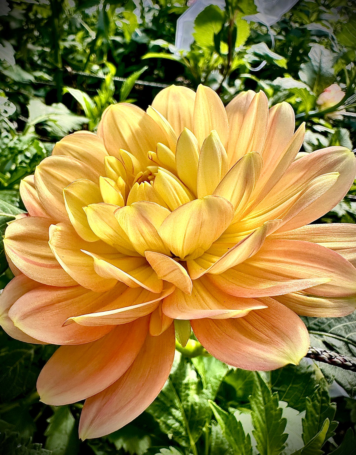 Hollyhill Serenity - Waterlily Dahlia Tuber