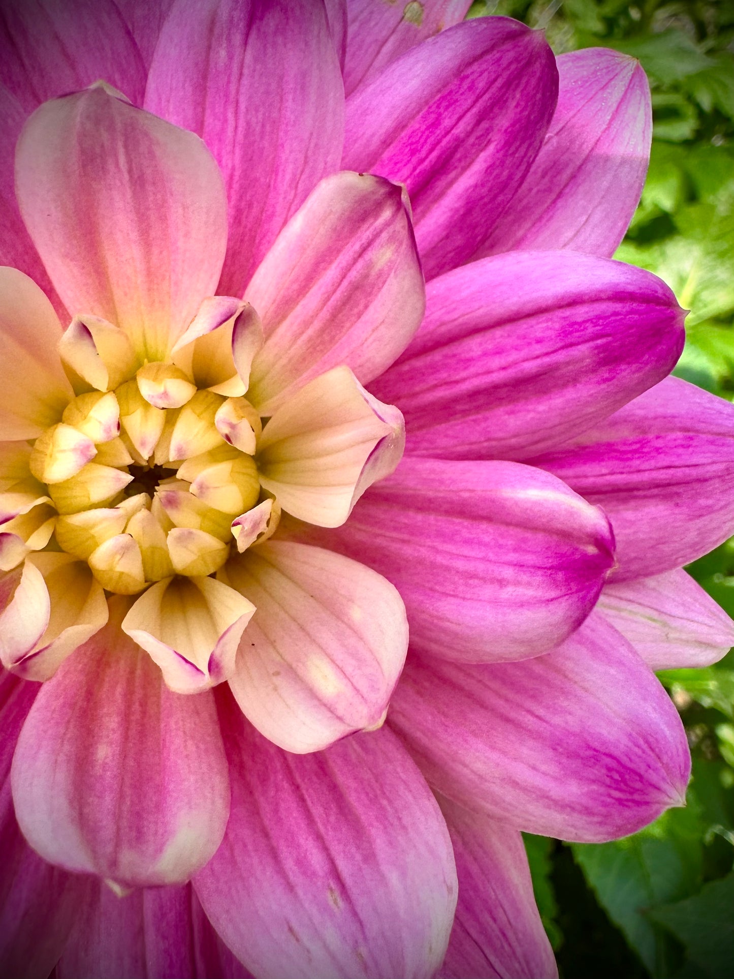 Hollyhill Pink Martini - Waterlily Dahlia Tuber