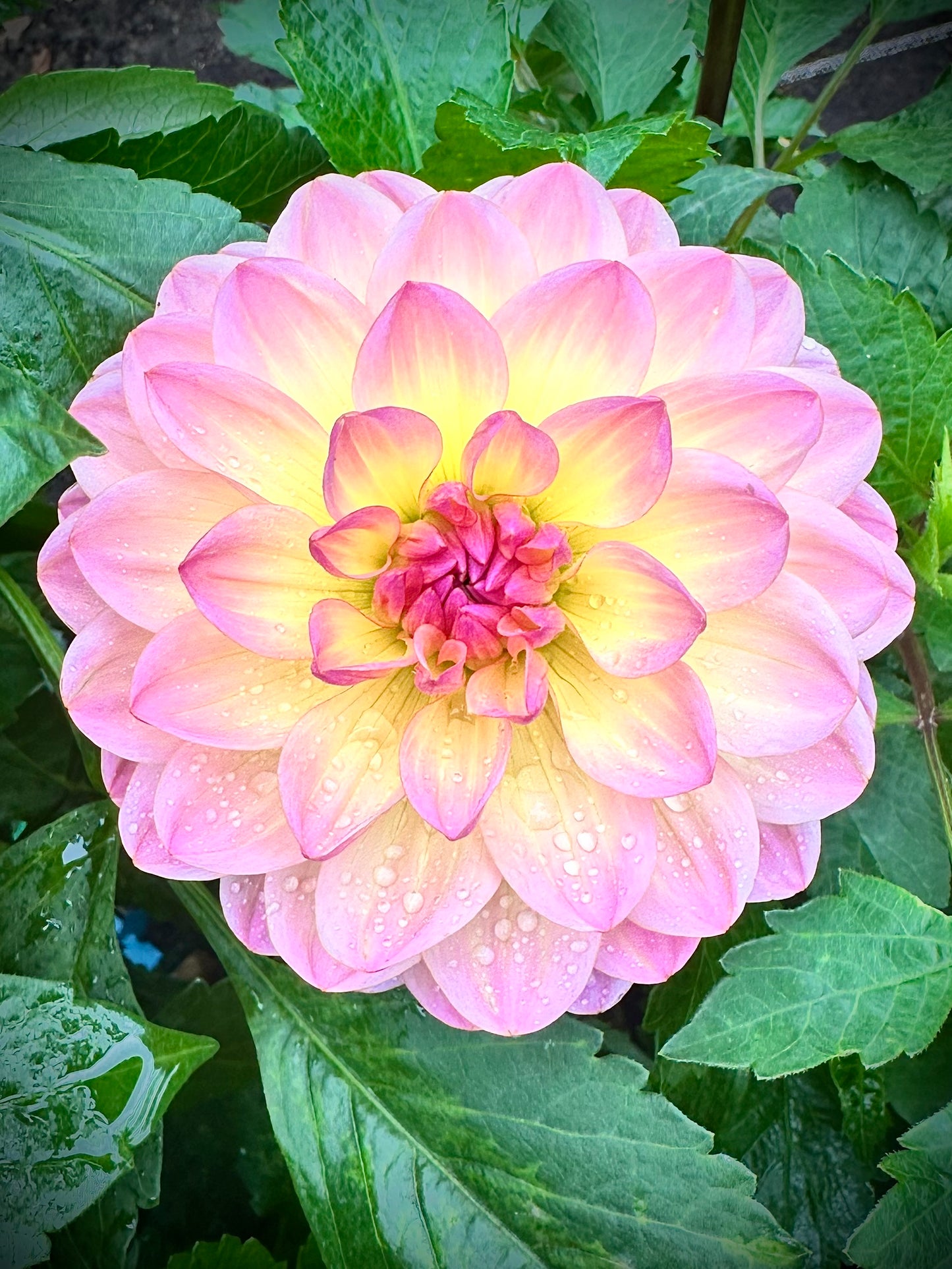 Sandia Bliss - Waterlily Dahlia Tuber