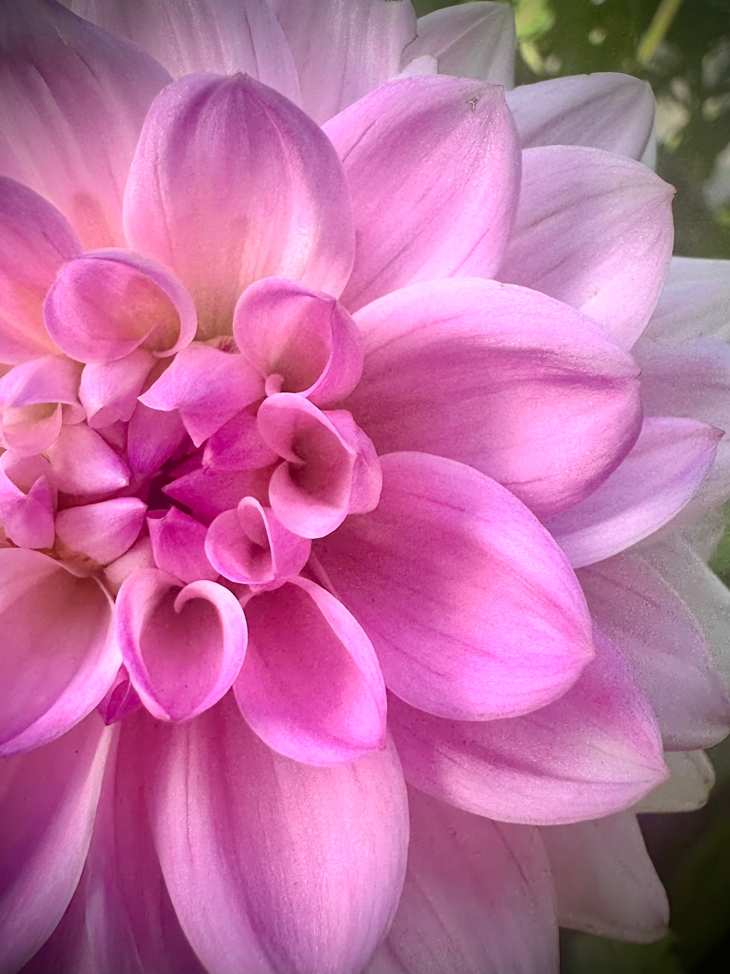 Karma Prospero - Waterlily Dahlia Tuber