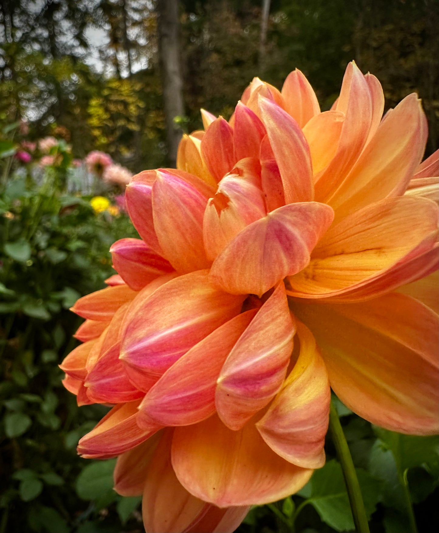 Pam Howden - Waterlily Dahlia Tuber