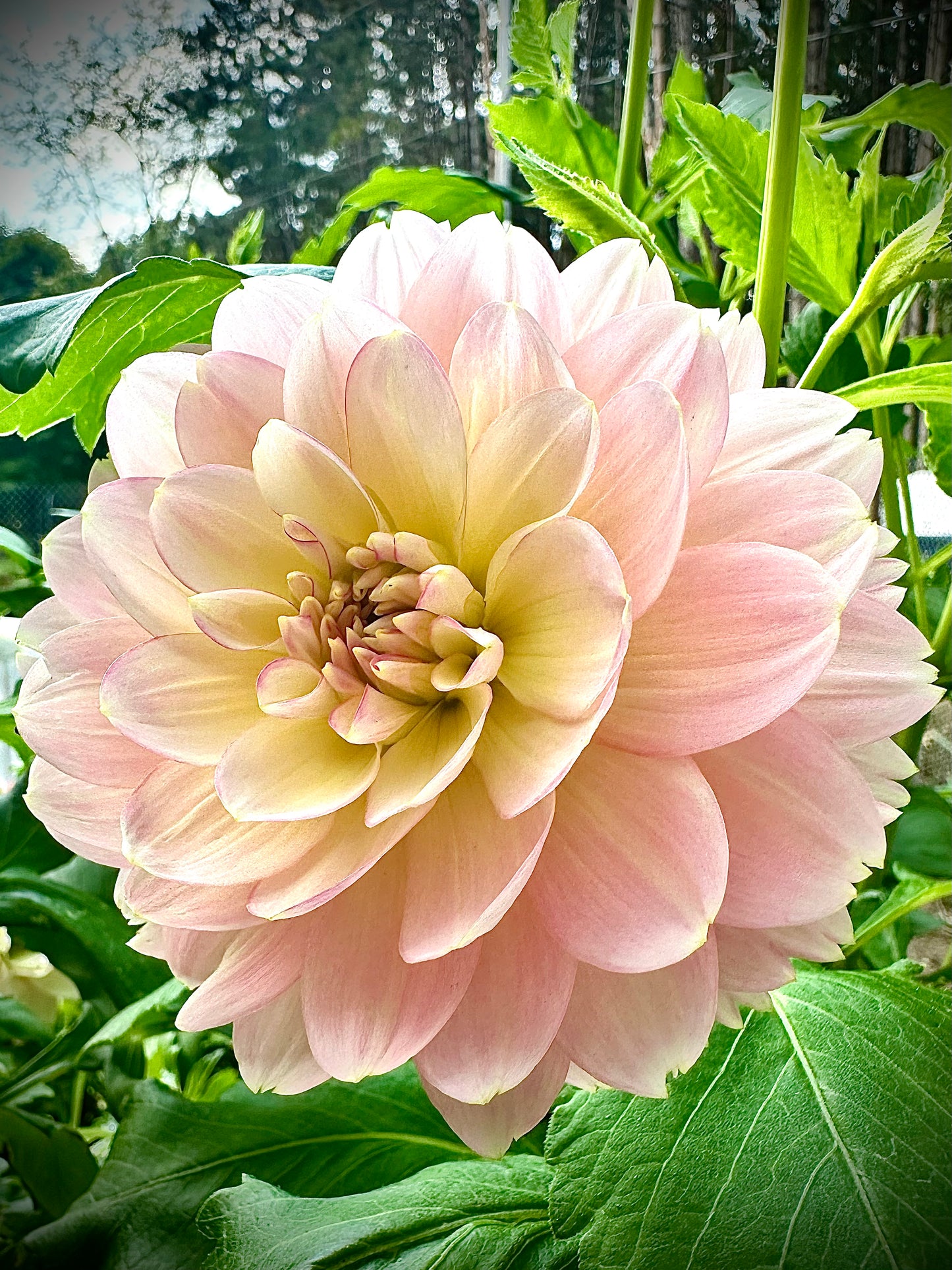 Rosemary Webb - Waterlily Dahlia Tuber