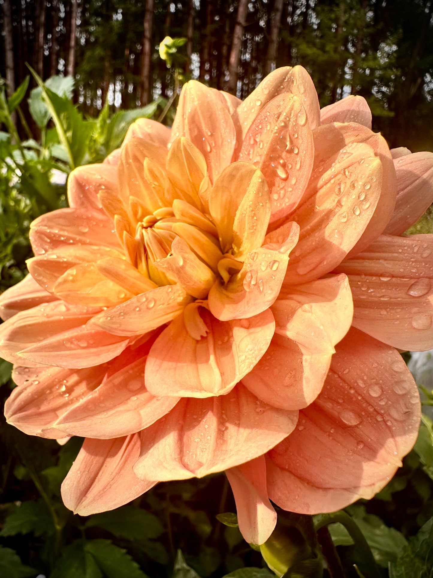 My Forever - Waterlily Dahlia Tuber