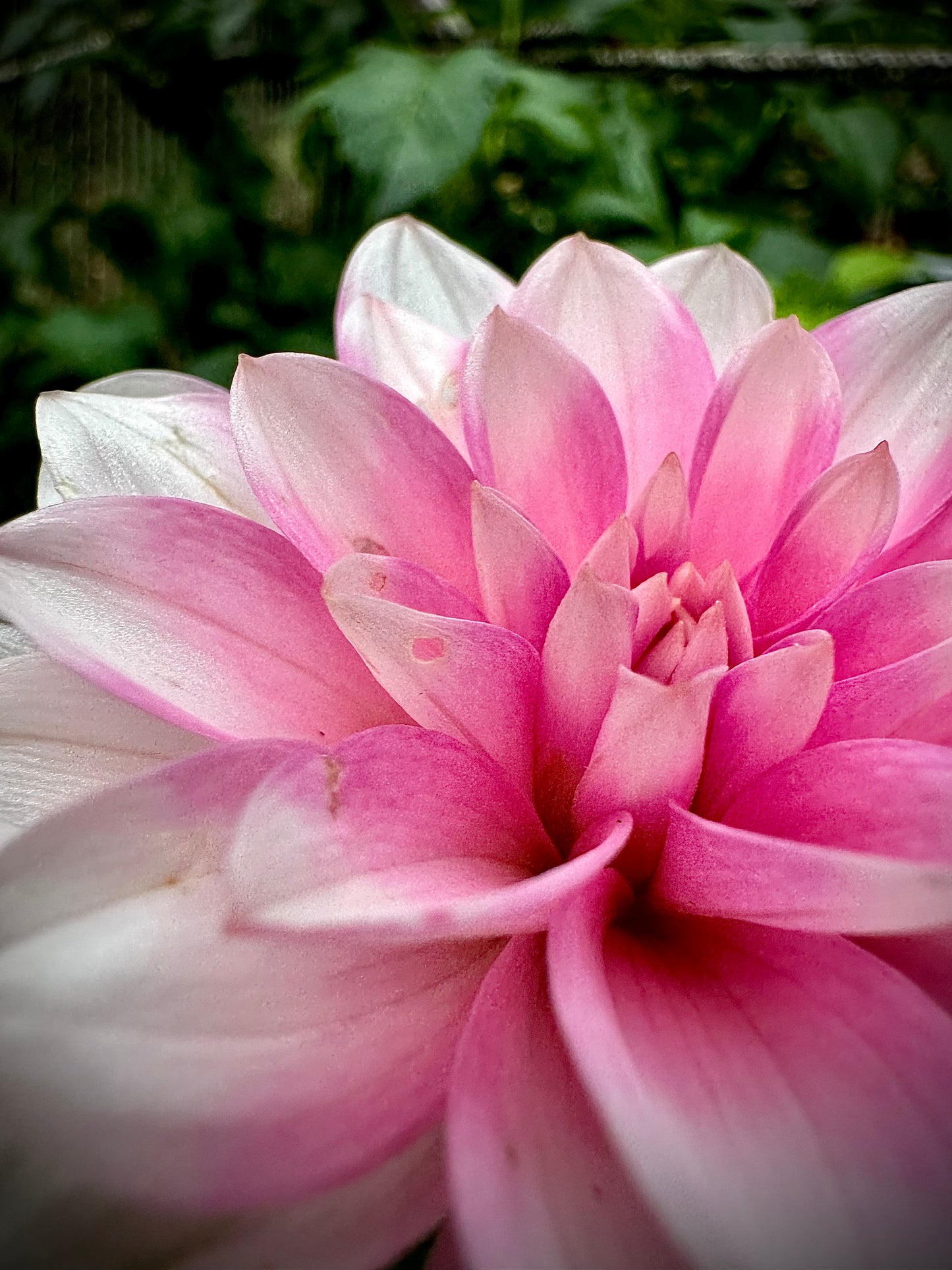 Pink Perception - Waterlily Dahlia Tuber
