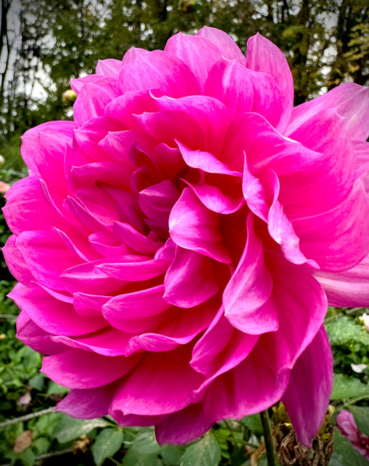 Sandia Cancan - Waterlily Dahlia Tuber